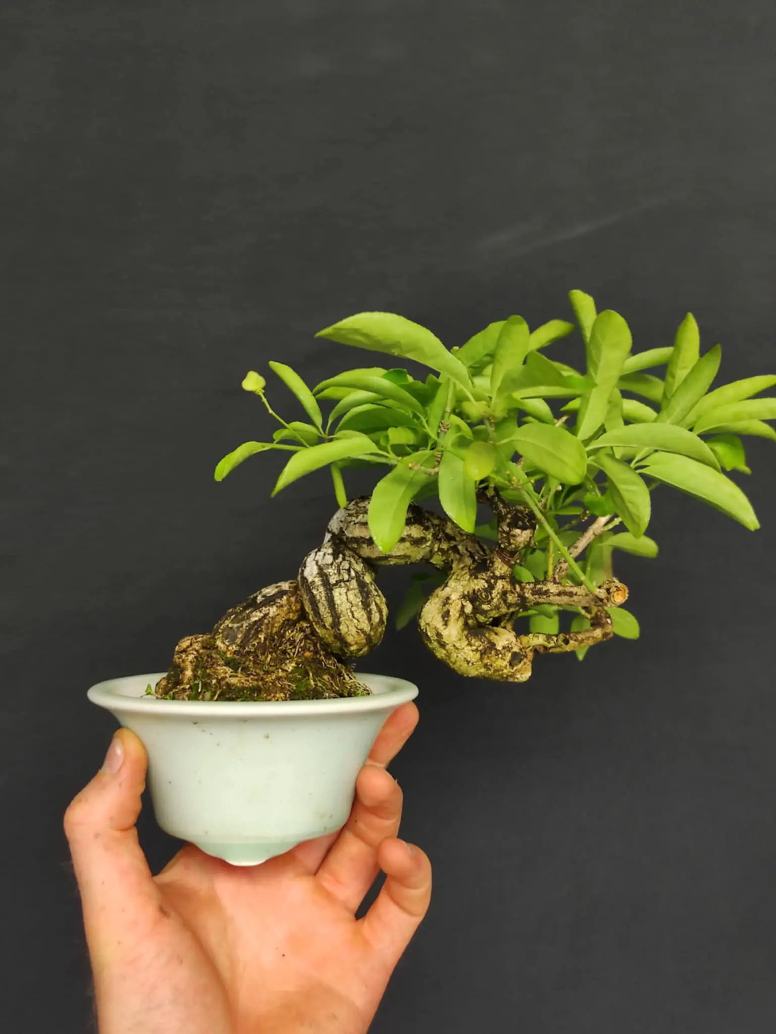 Euonymus Canada Bonsai
