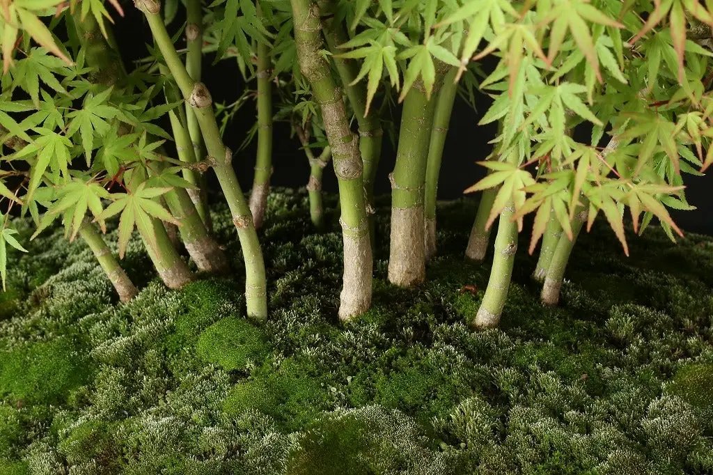 Acer palmatum 'Yukihime' Canada Bonsai