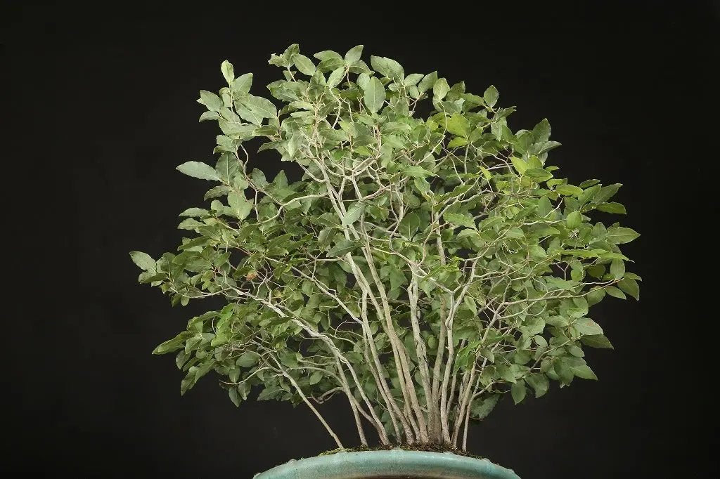 Lindera glauca Canada Bonsai