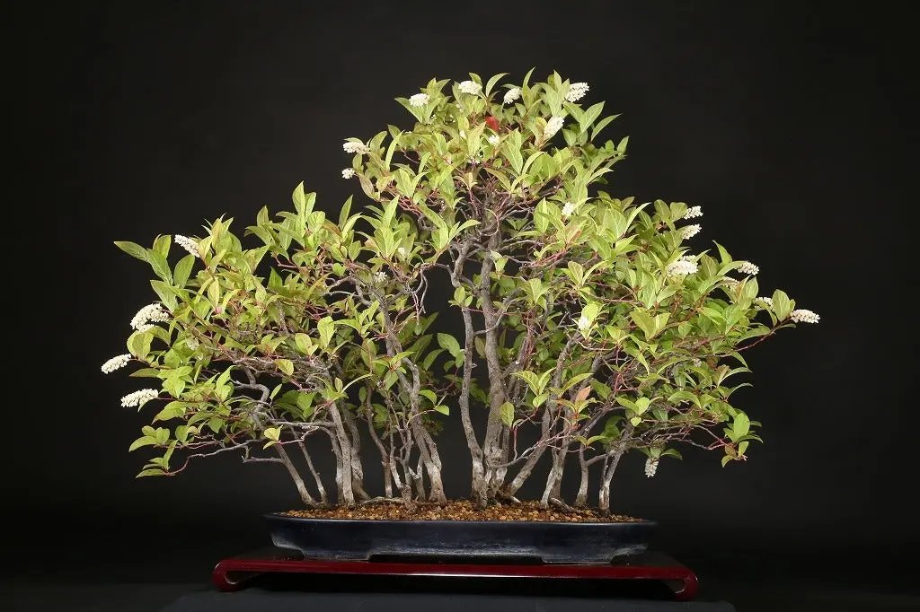 Itea japonica Canada Bonsai