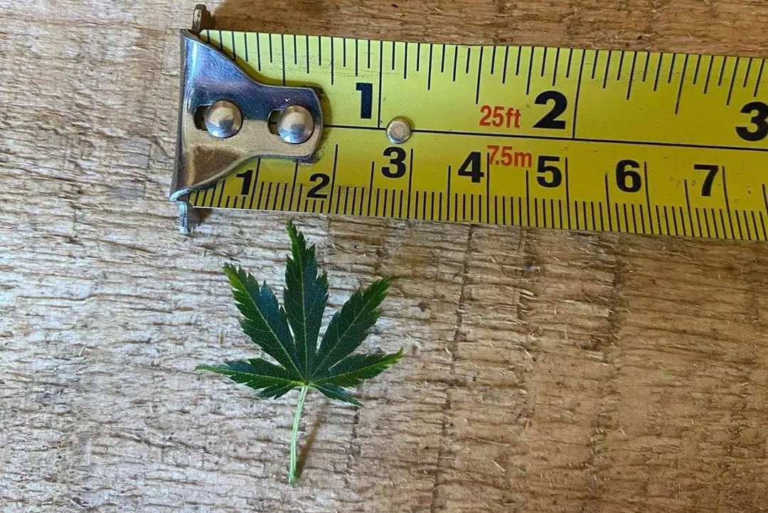 Acer palmatum 'Yves' Select' Canada Bonsai