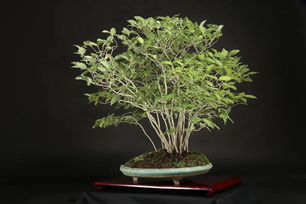 Lindera glauca Canada Bonsai
