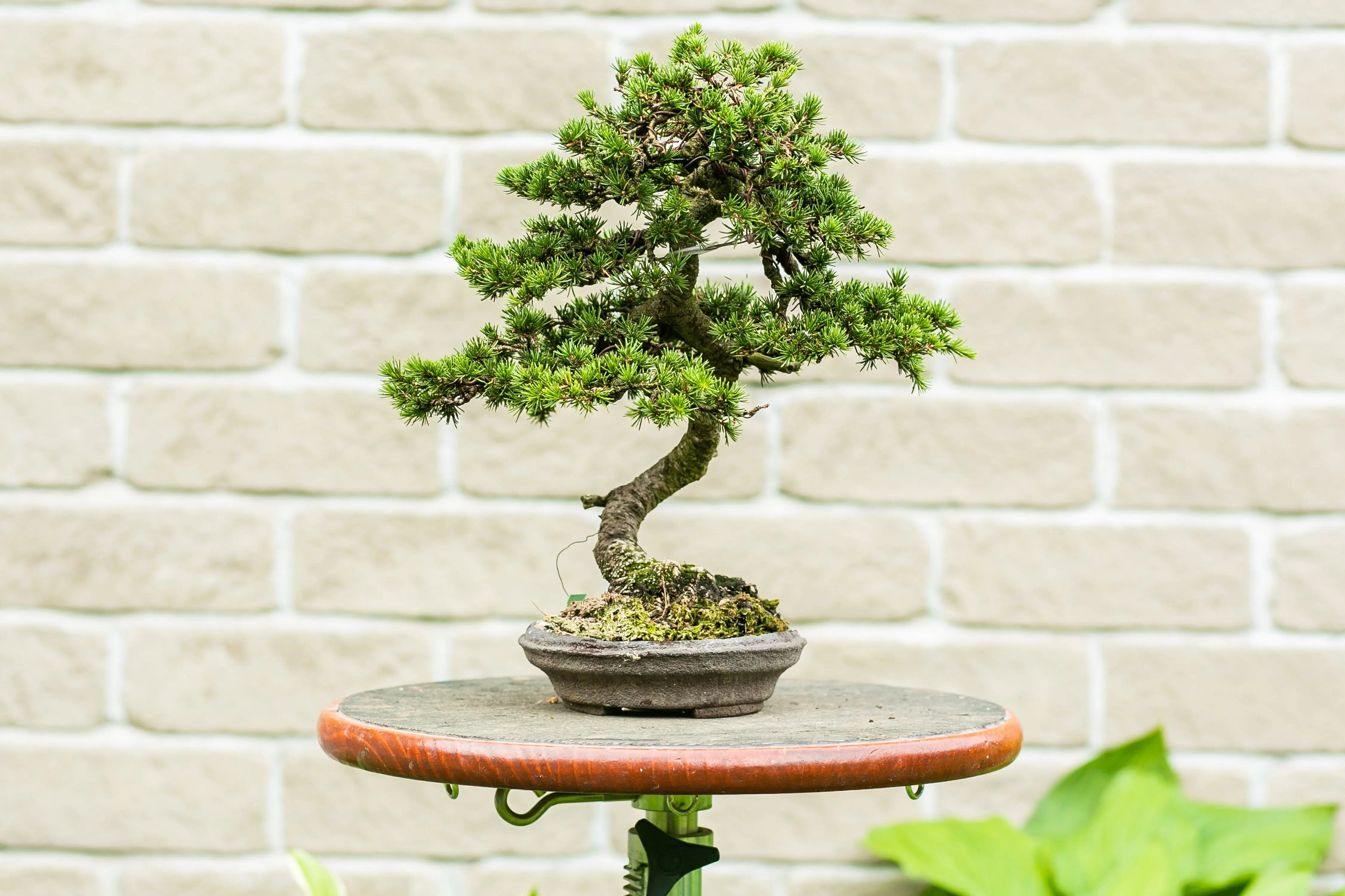 Cedrus brevifolia Canada Bonsai