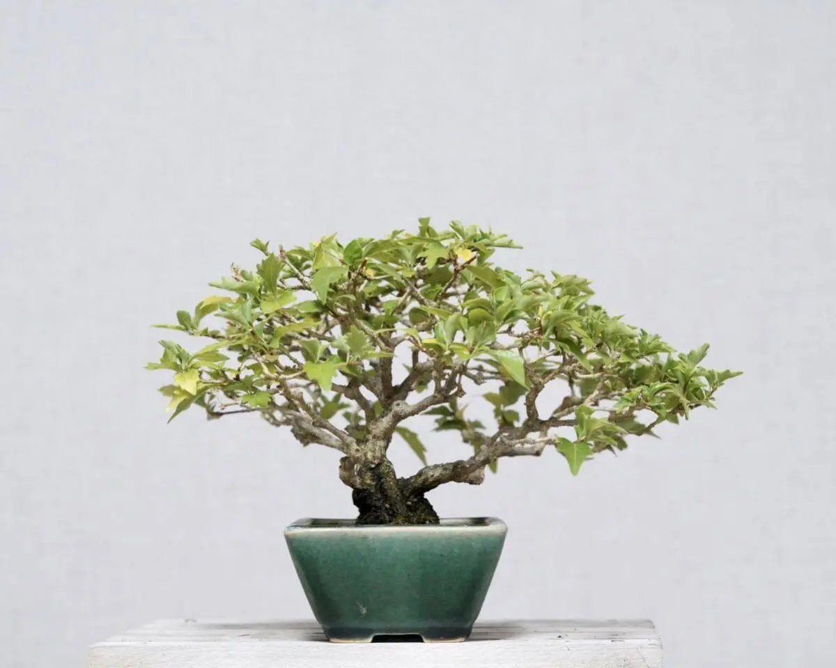 Premna japonica Canada Bonsai