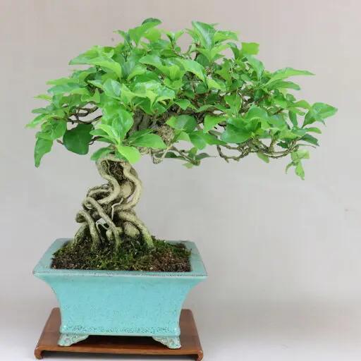 Premna japonica Canada Bonsai