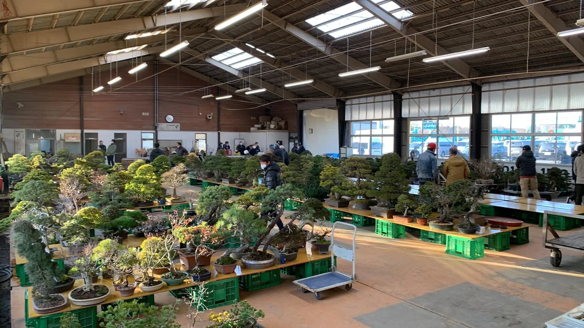 Private Sale Membership Canada Bonsai