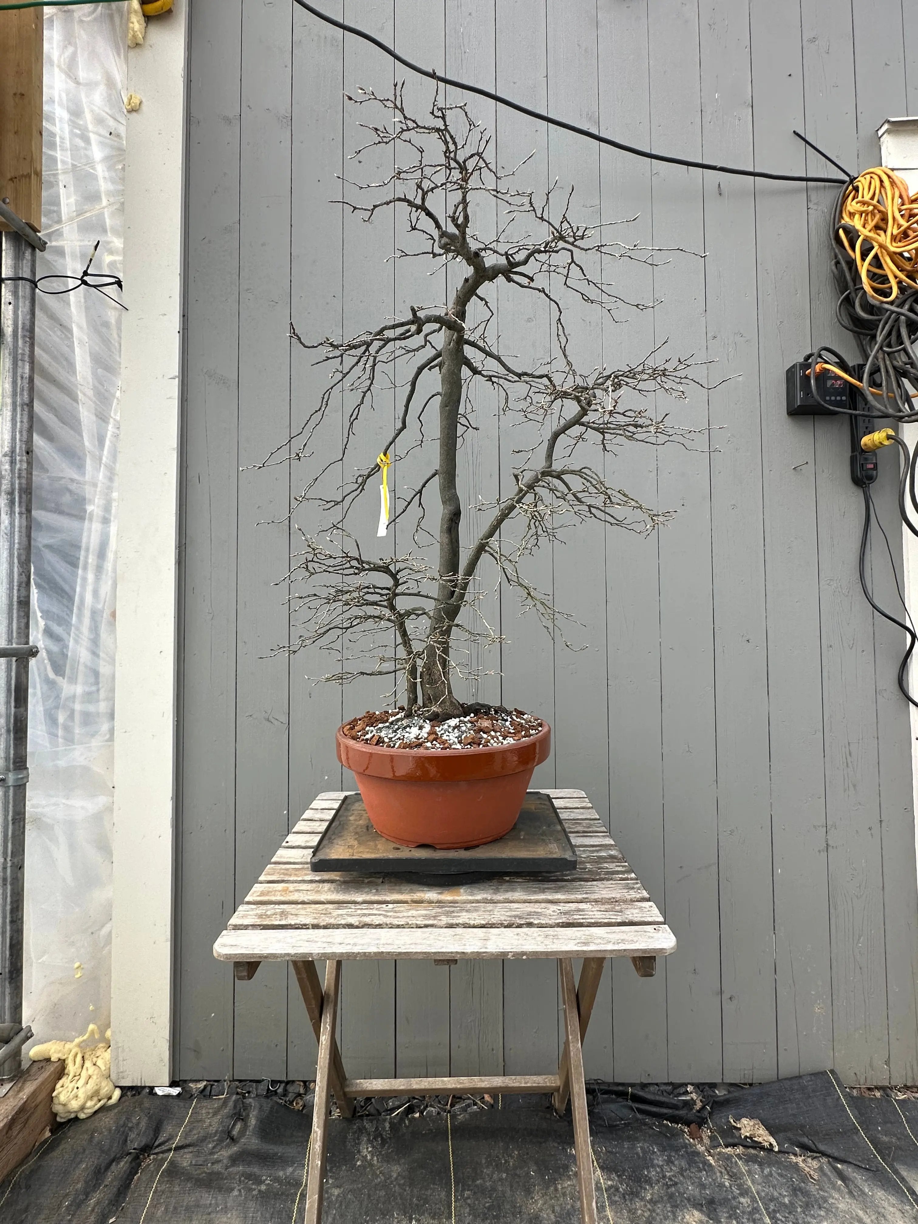 Diospyros rhombifolia #29 'Kimamori' Canada Bonsai