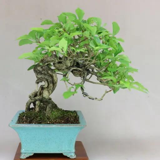 Premna japonica Canada Bonsai