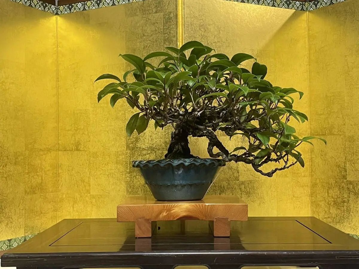 Kadsura japonica Canada Bonsai