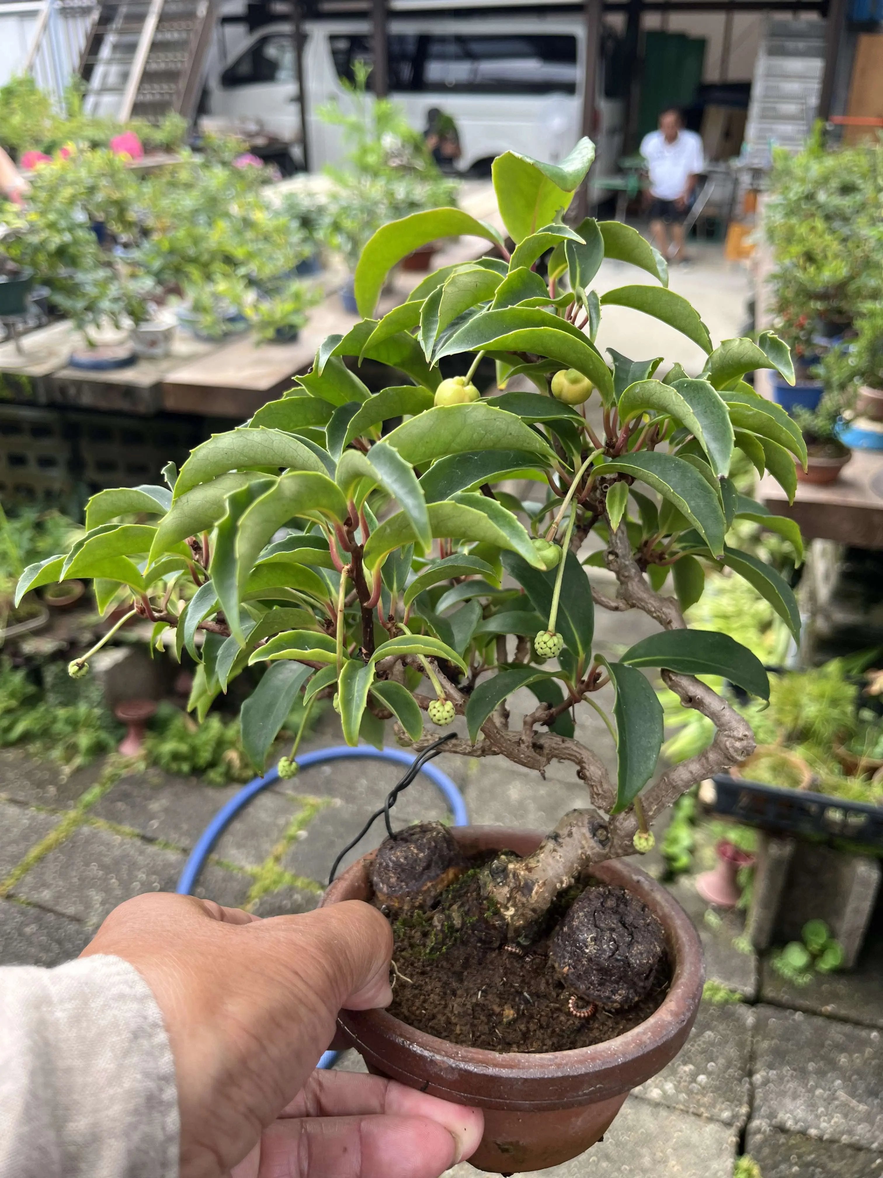 Kadsura japonica Canada Bonsai