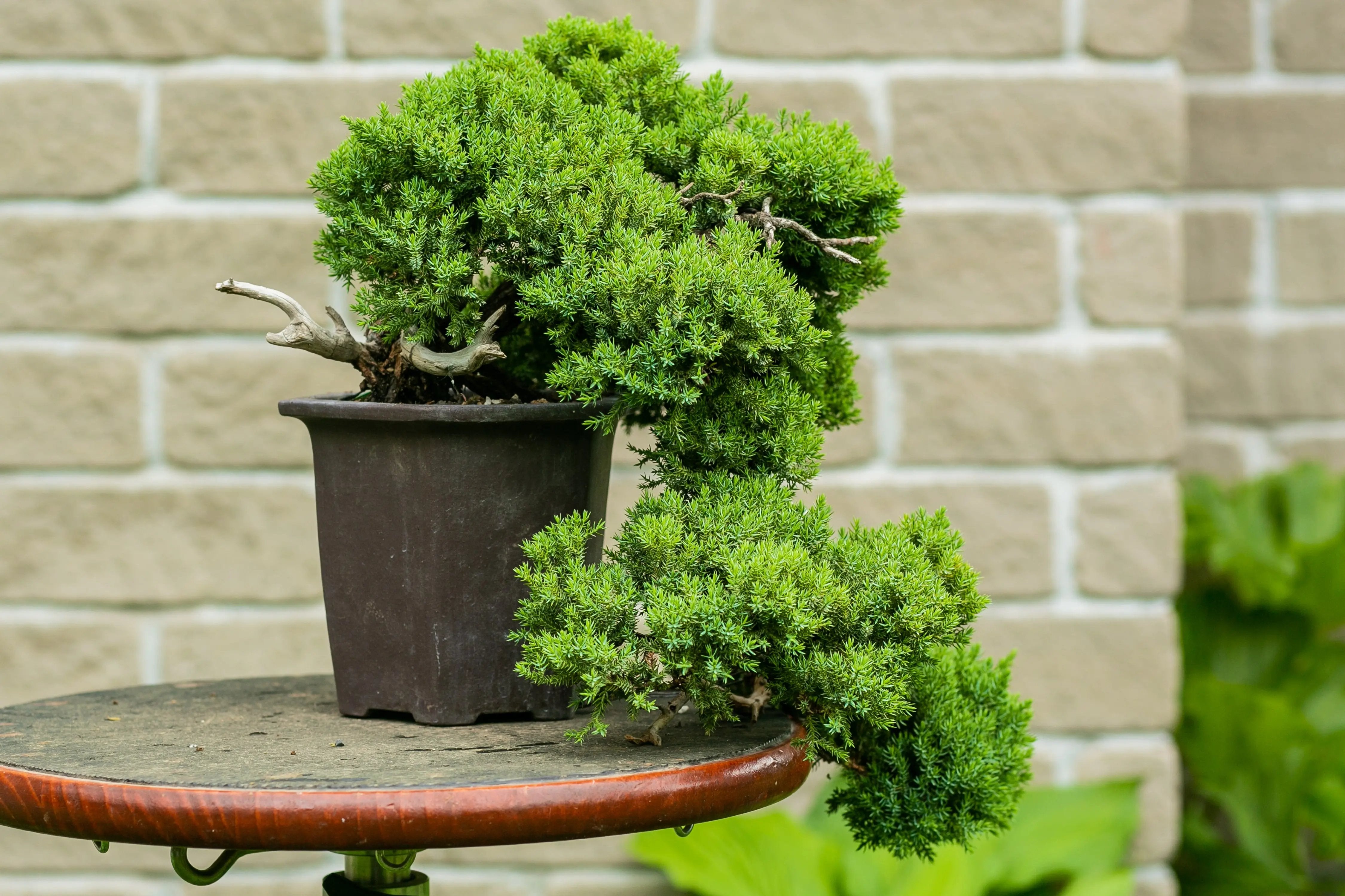 Juniperus procumbens Canada Bonsai