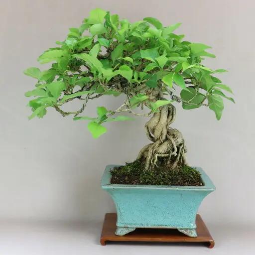 Premna japonica Canada Bonsai