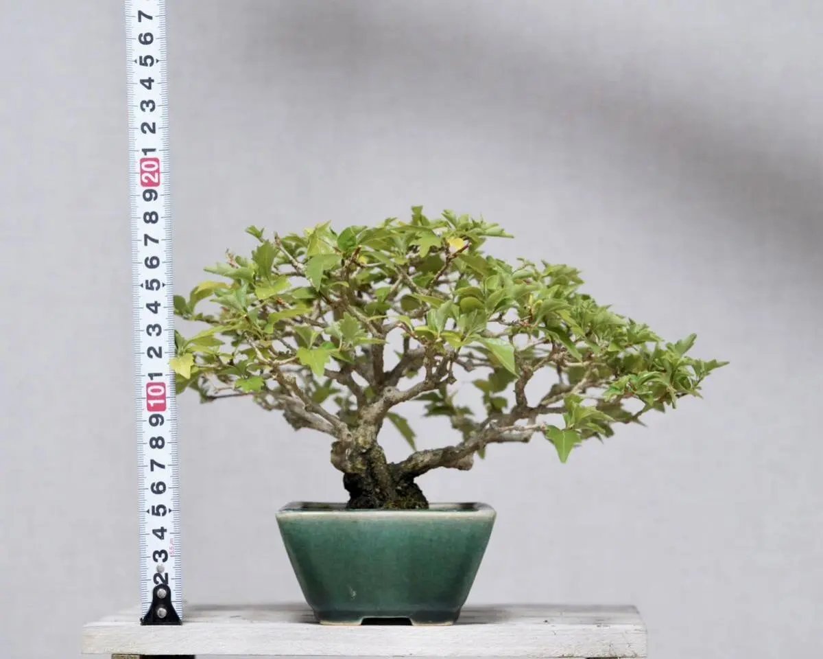 Premna japonica Canada Bonsai
