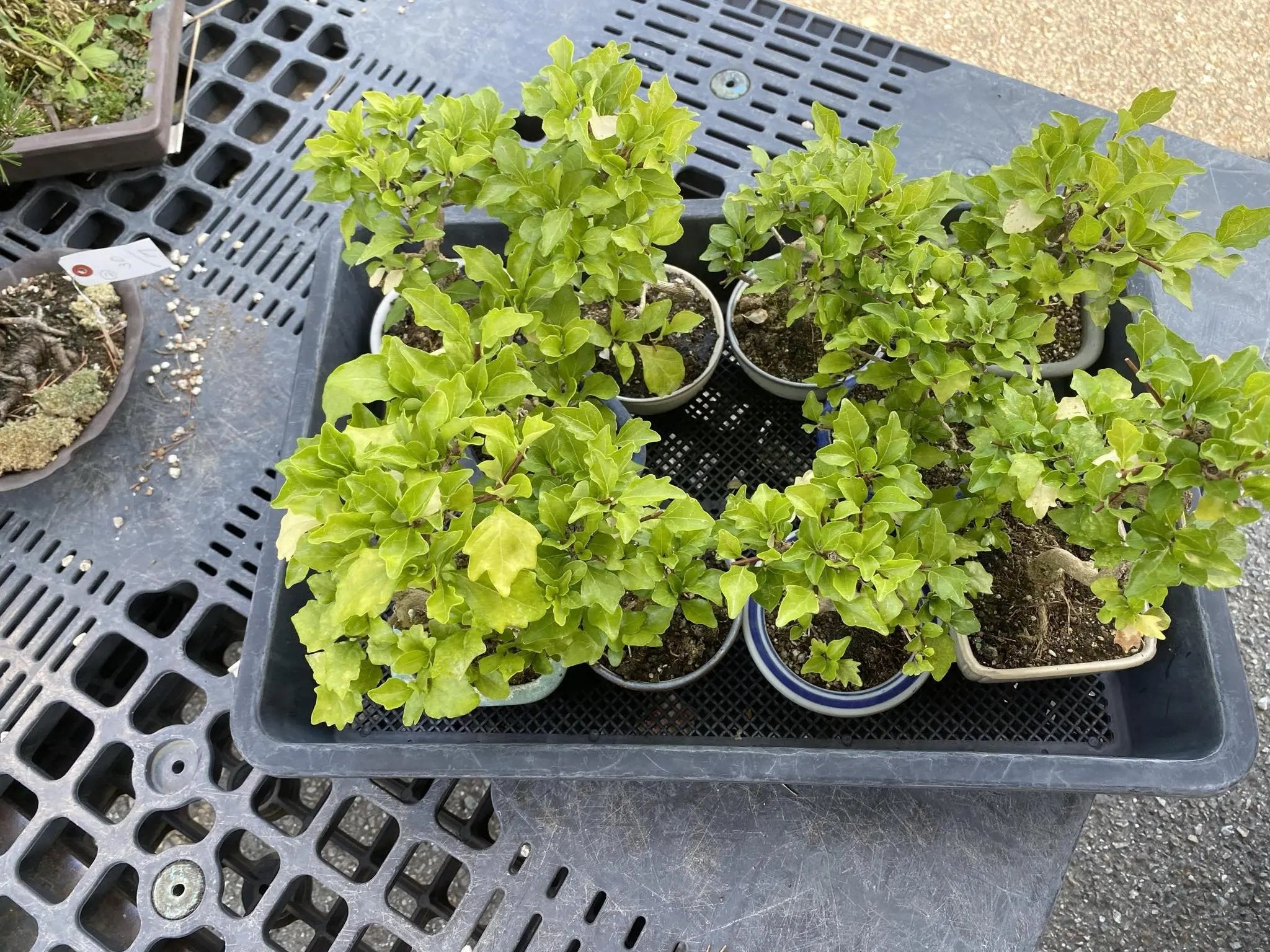 Premna japonica (large) Canada Bonsai