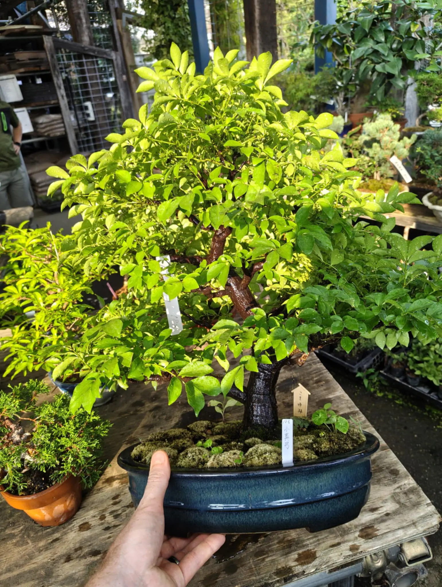 Euonymus Canada Bonsai