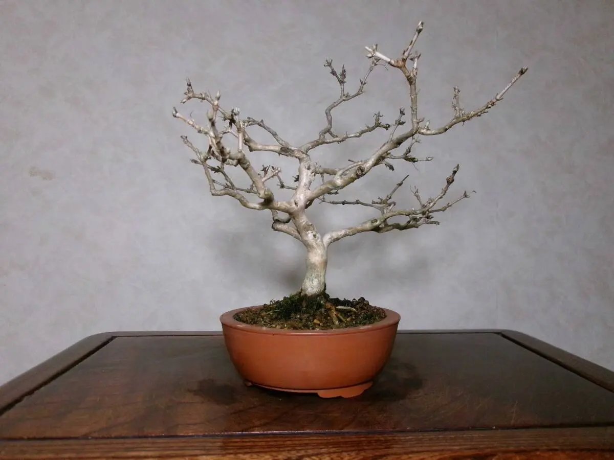 Lonicera gracilipes Canada Bonsai
