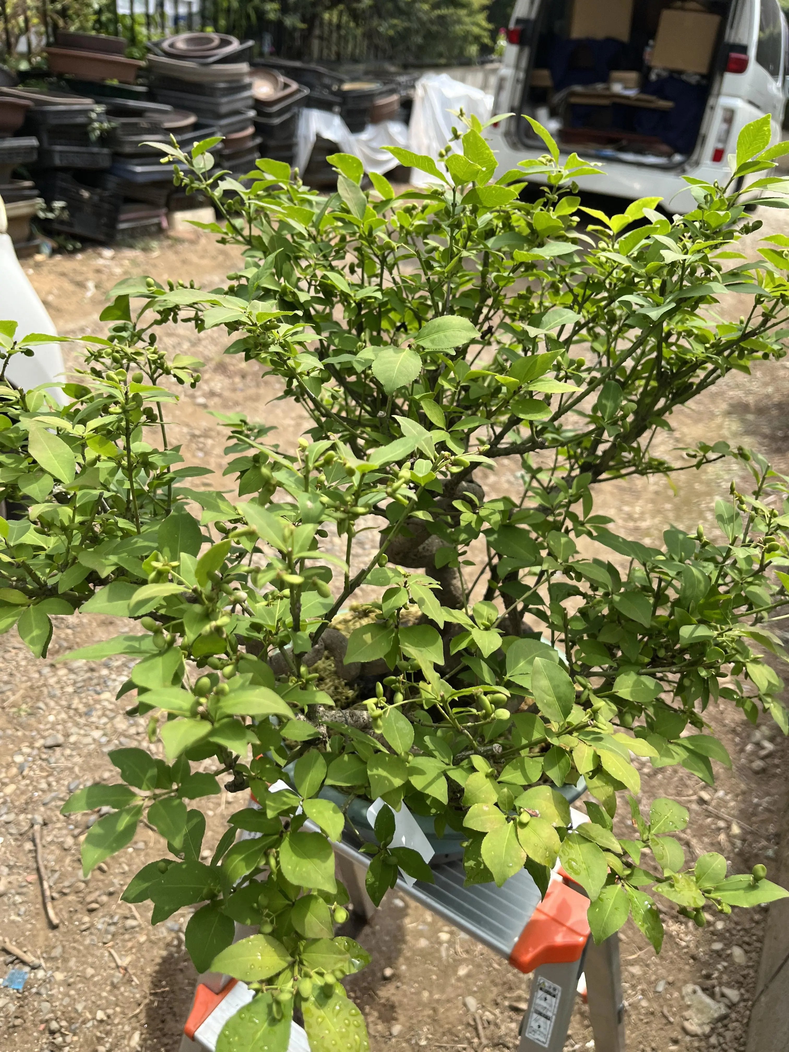Euonymus Canada Bonsai