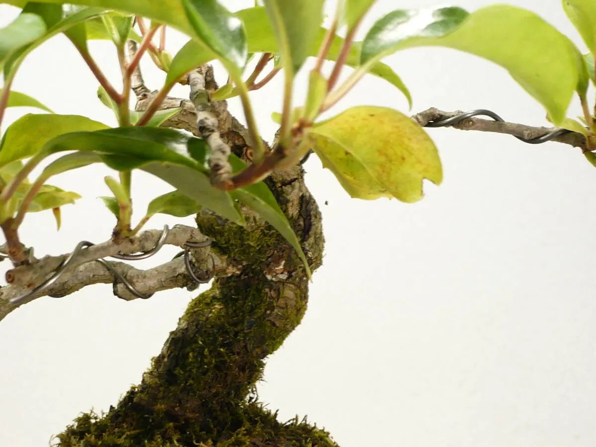 Kadsura japonica Canada Bonsai