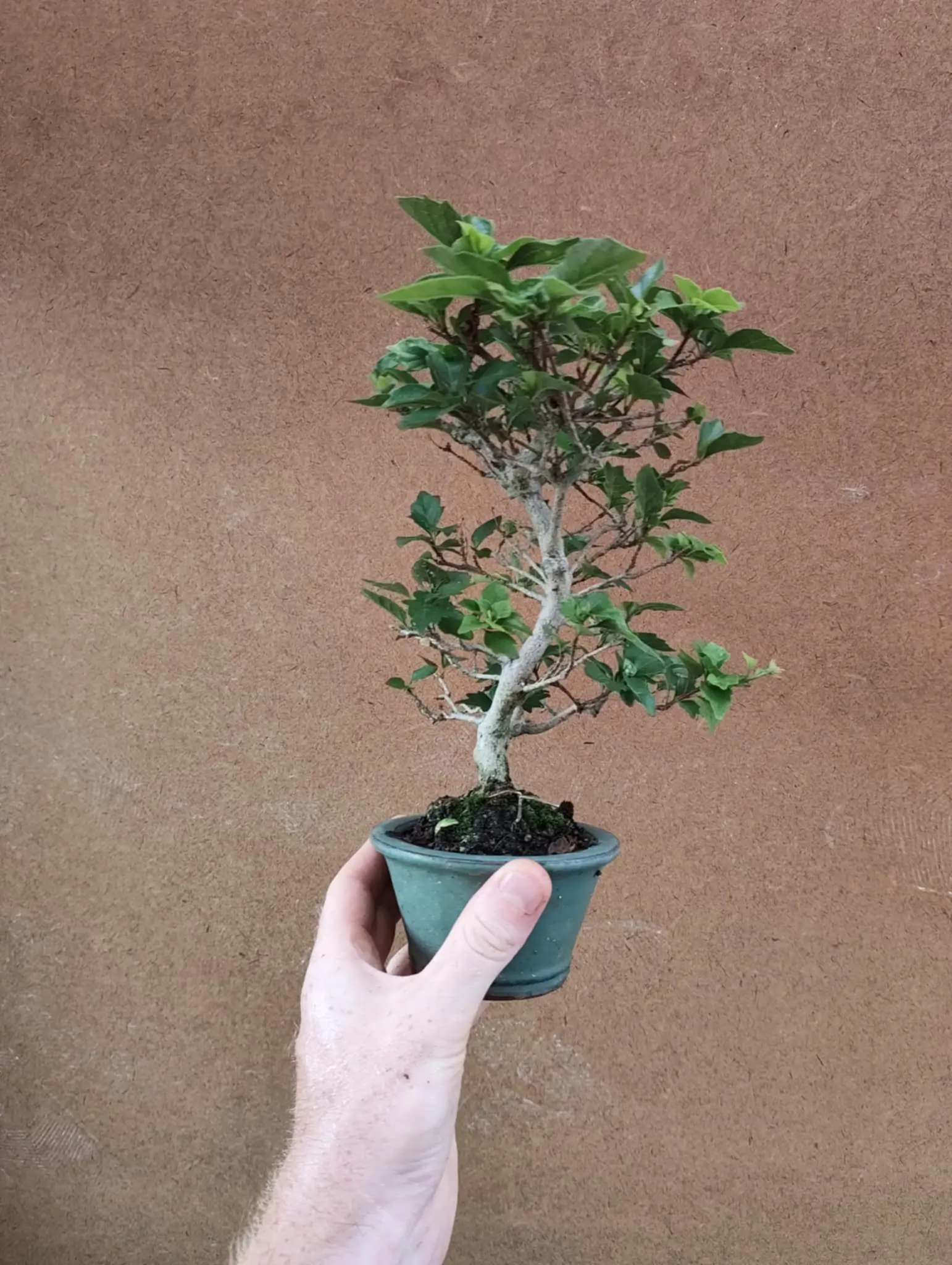 Premna japonica Canada Bonsai