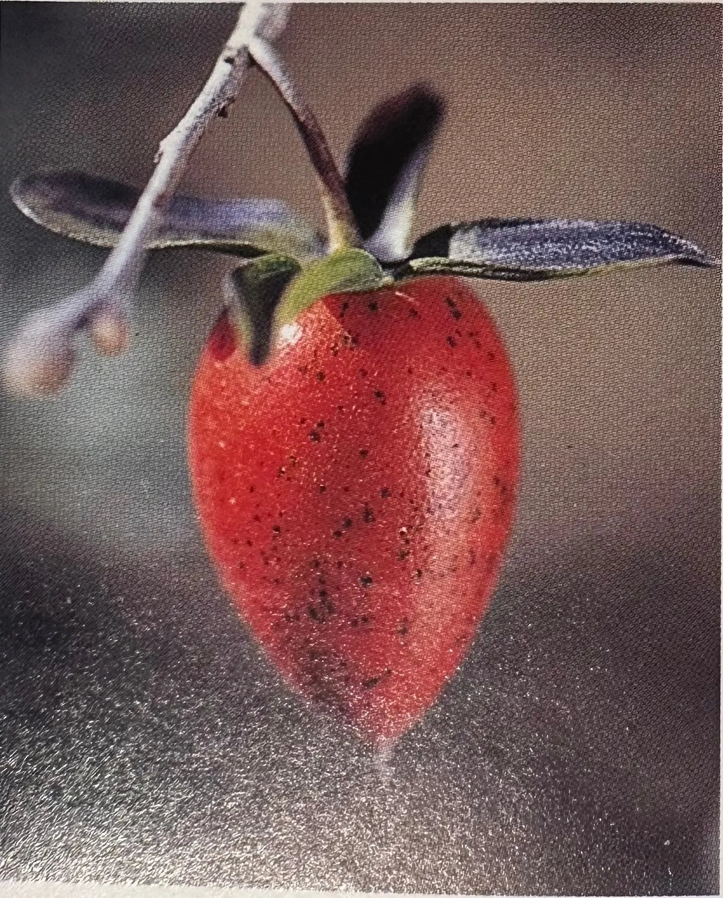 Diospyros rhombifolia ‘Akakarasu’ Canada Bonsai