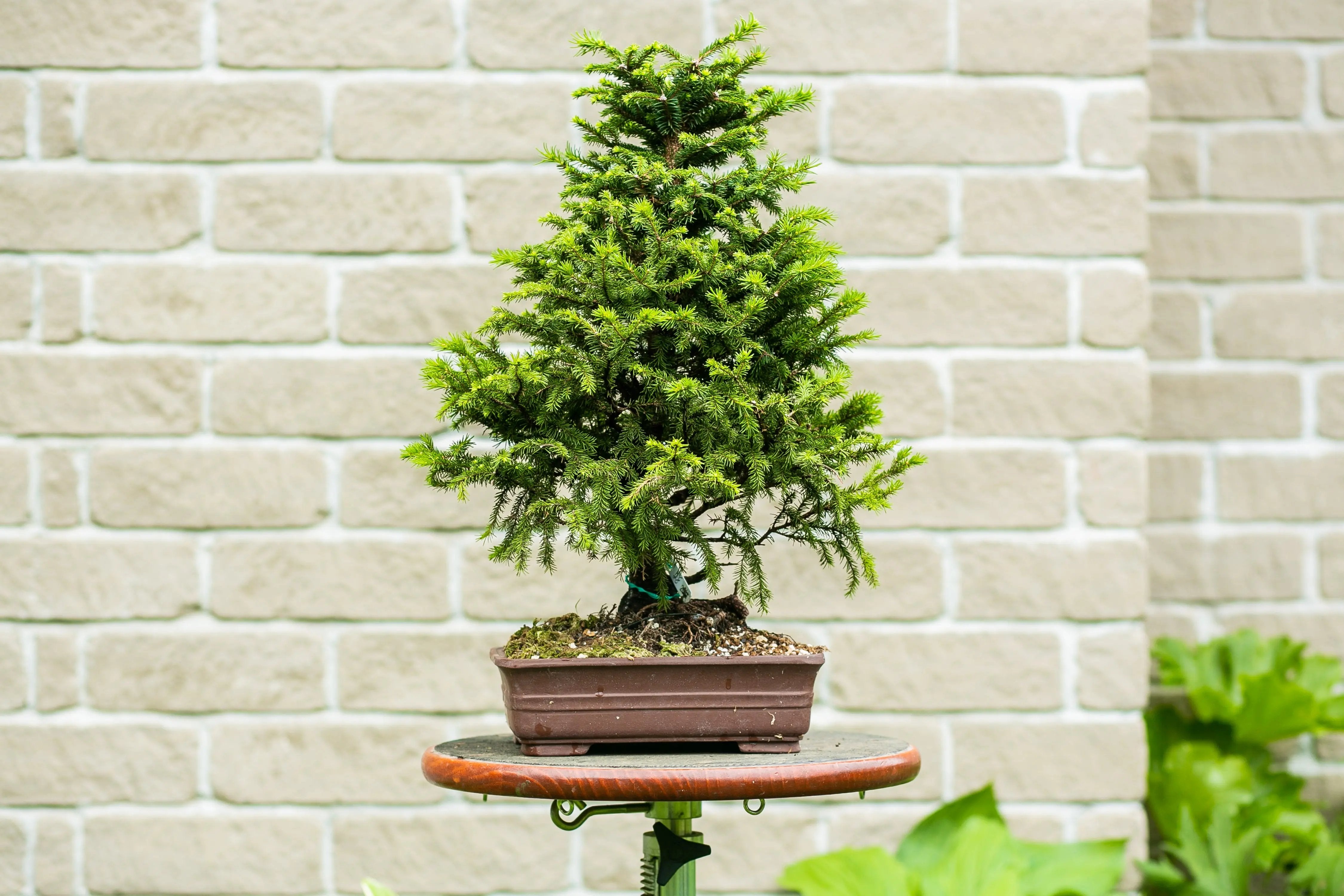 Picea glehnii Canada Bonsai