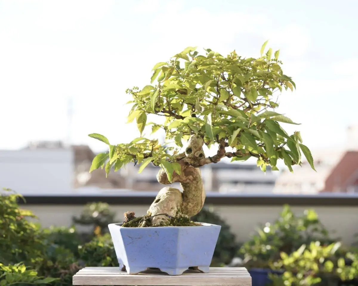 Callicarpa japonica Canada Bonsai