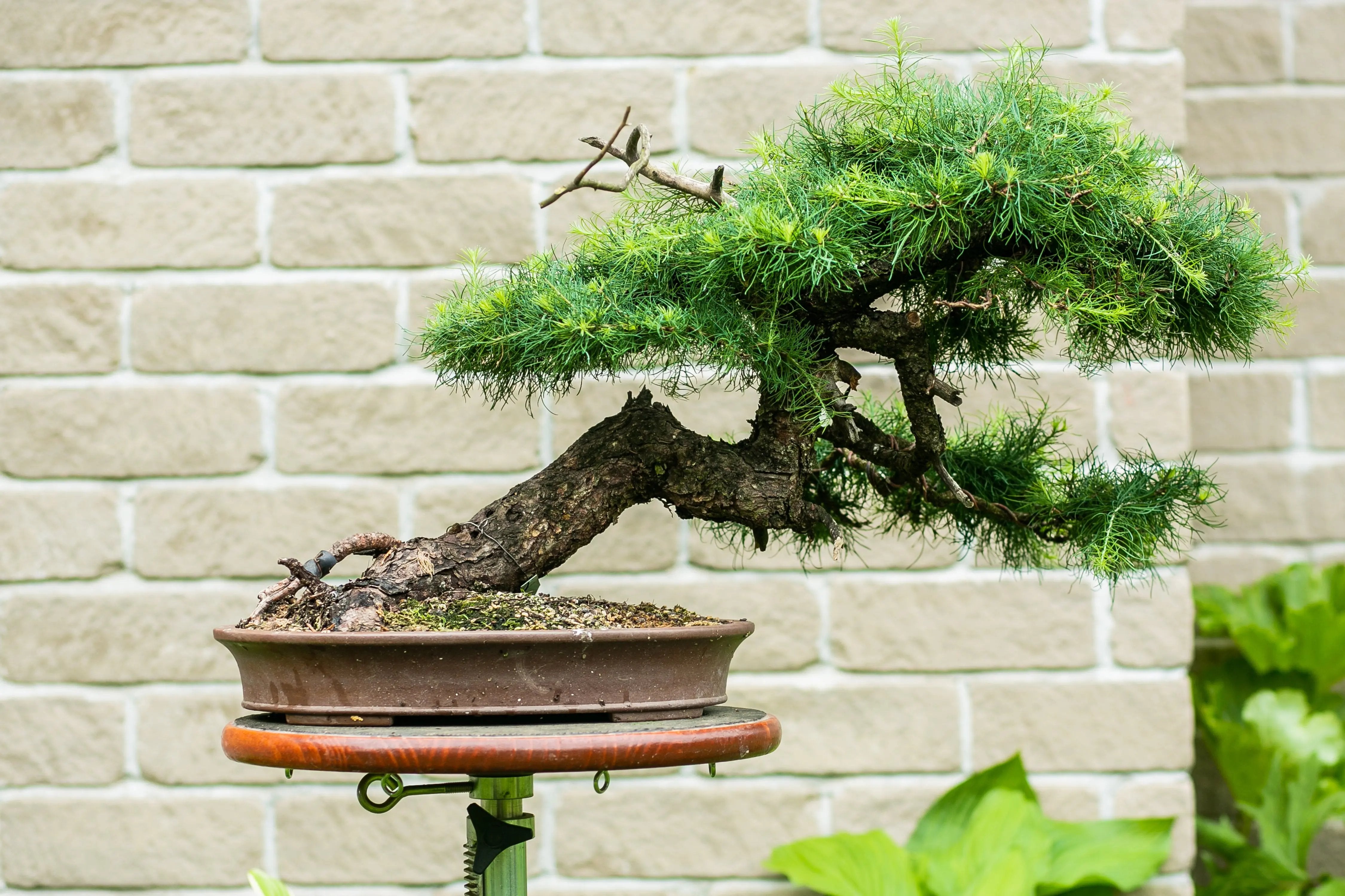Larix laricina Canada Bonsai