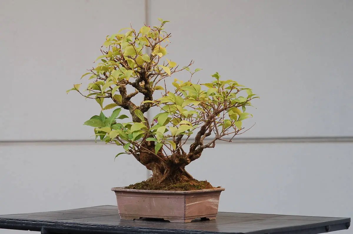 Callicarpa #11 Canada Bonsai