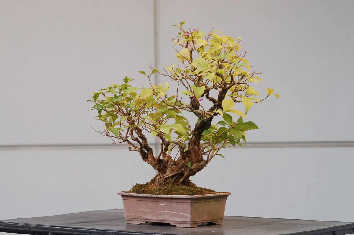 Callicarpa #11 Canada Bonsai