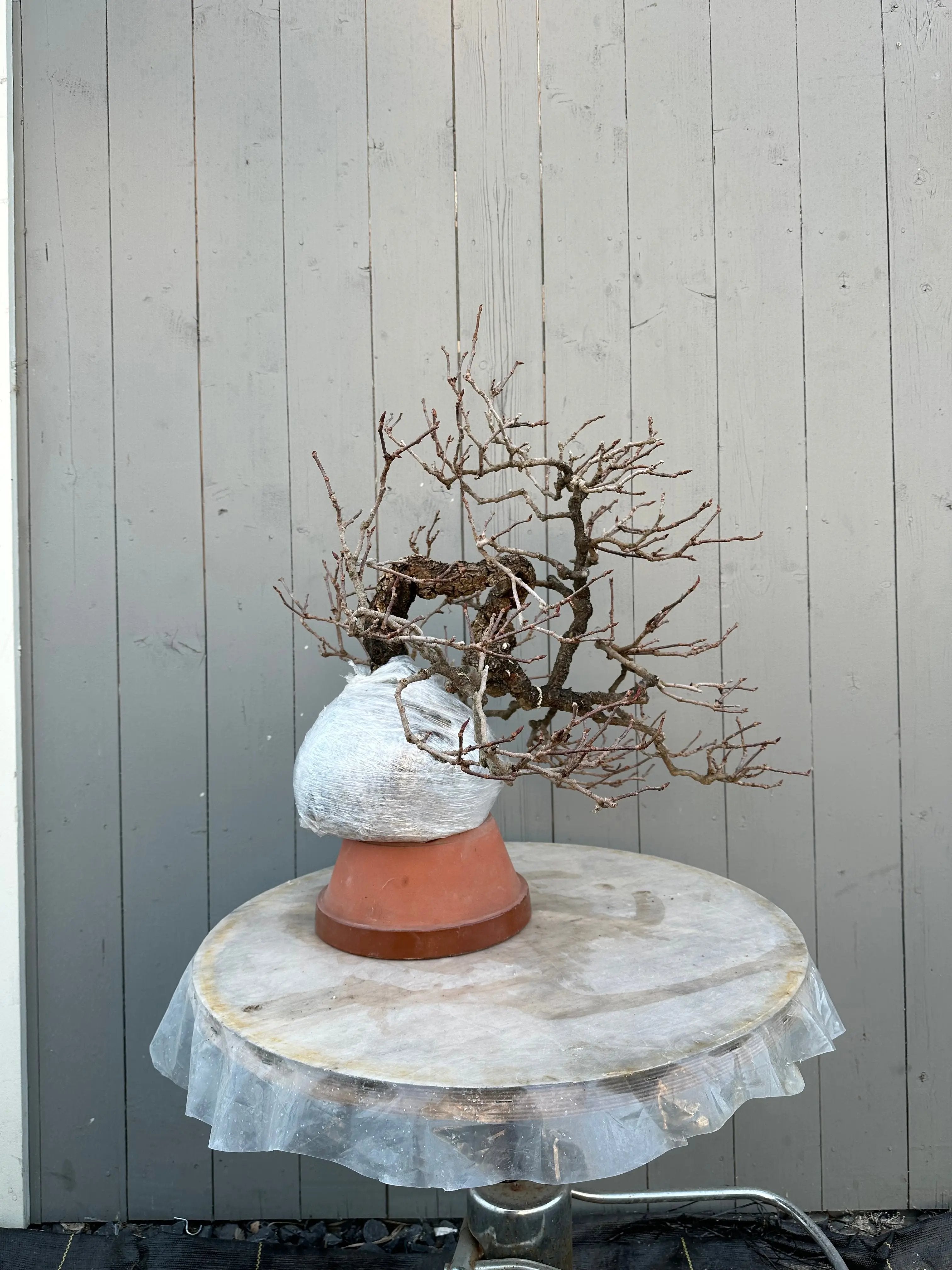 Kadsura #3 Canada Bonsai