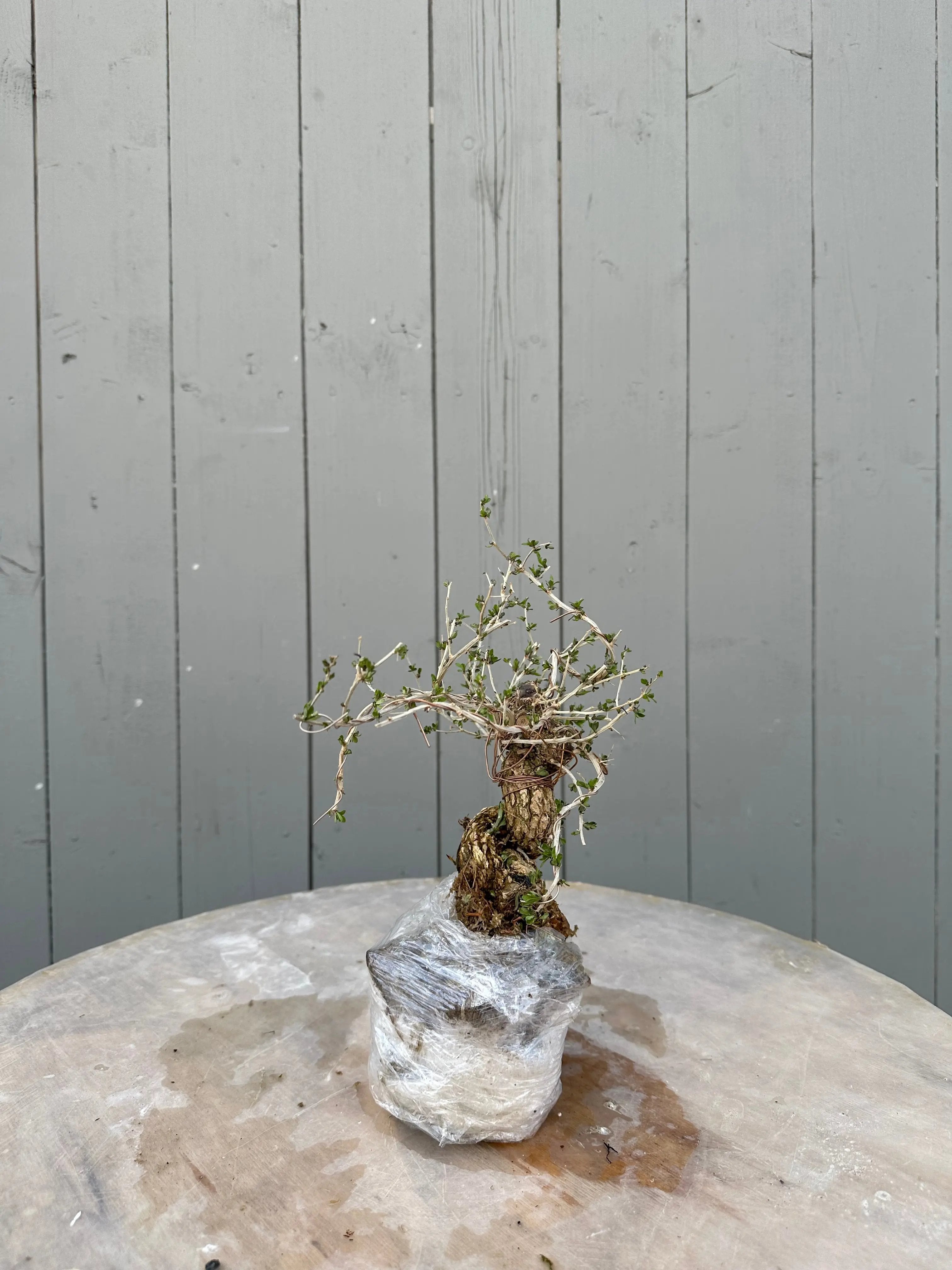 Lycium #1 Canada Bonsai