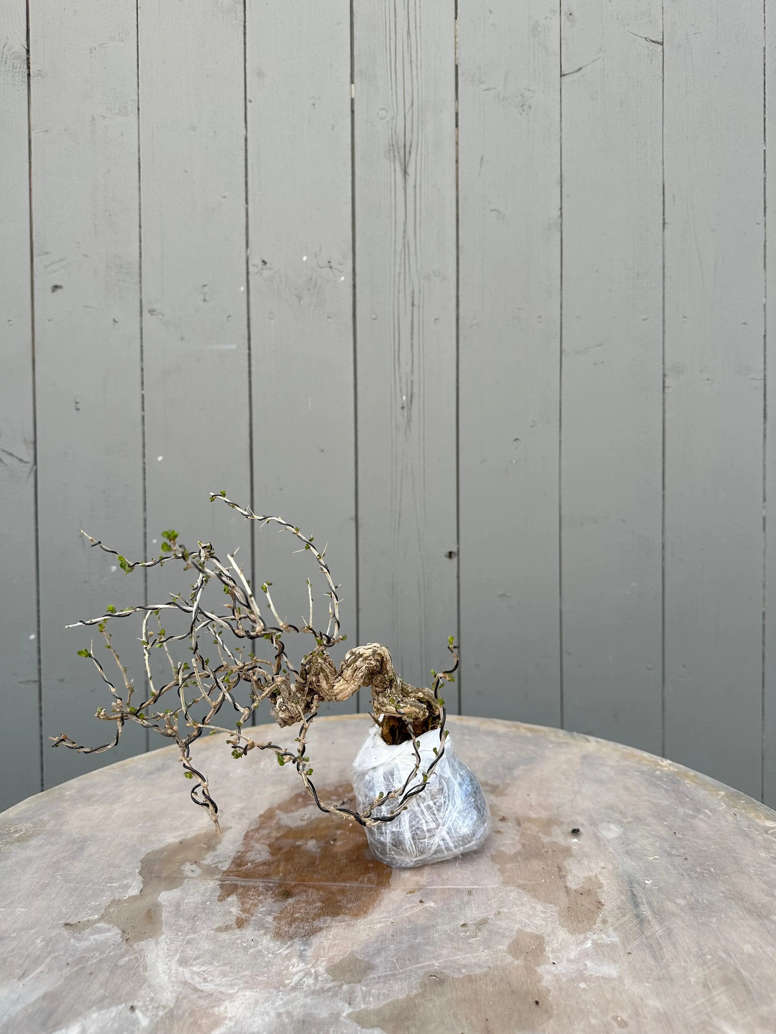 Lycium #4 Canada Bonsai