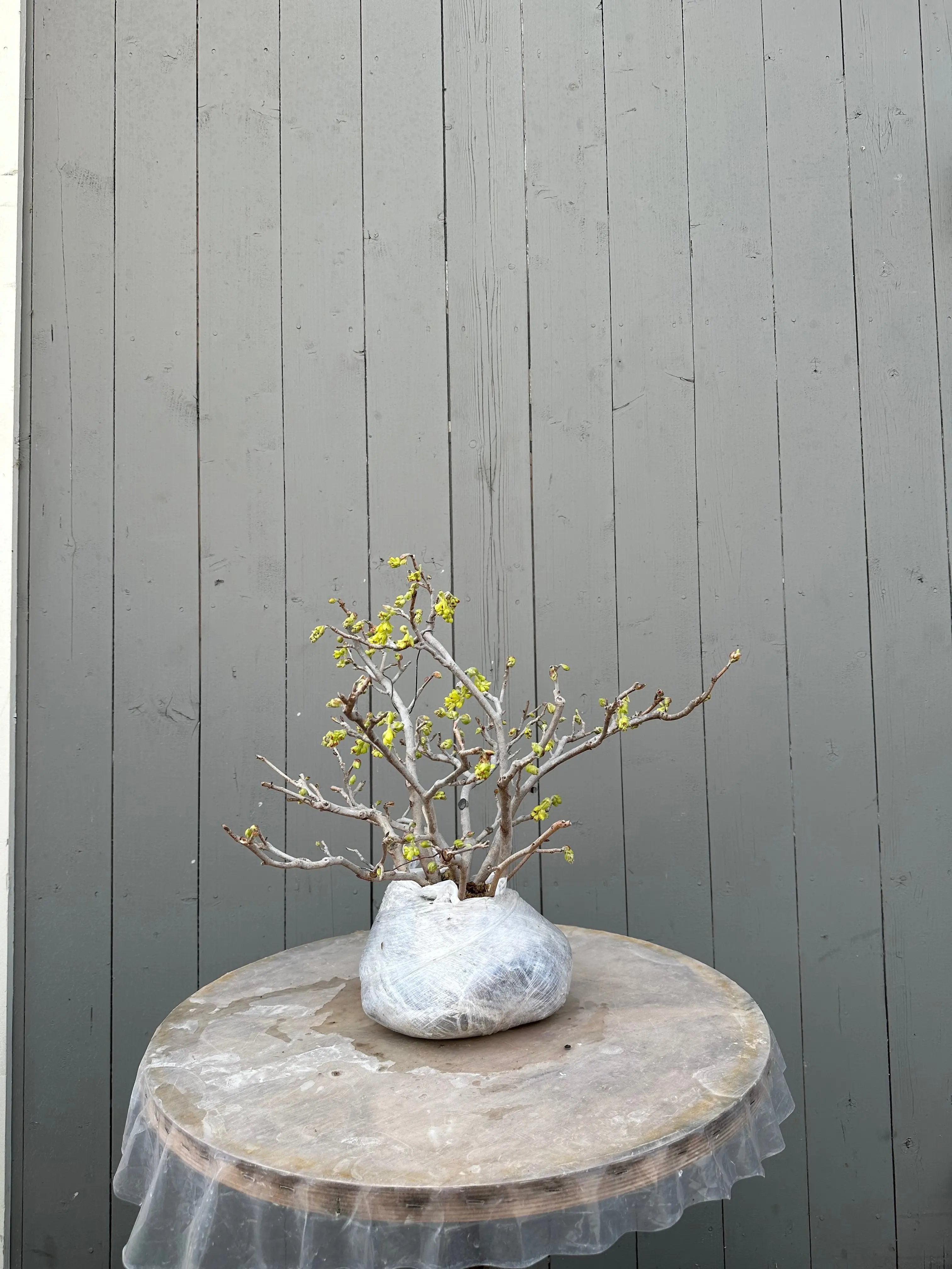 Corylopsis spicata Canada Bonsai