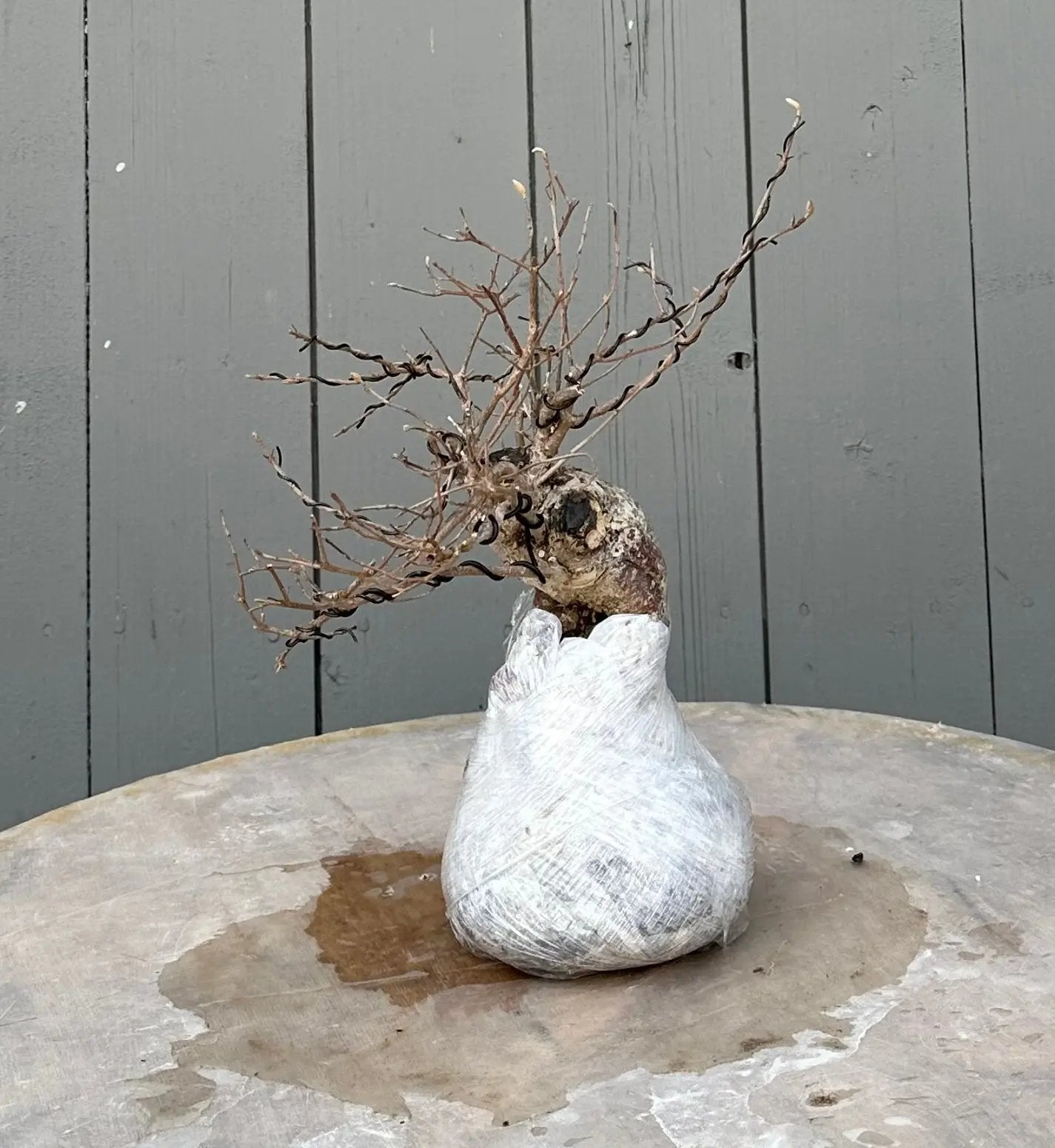 Callicarpa #10 Canada Bonsai