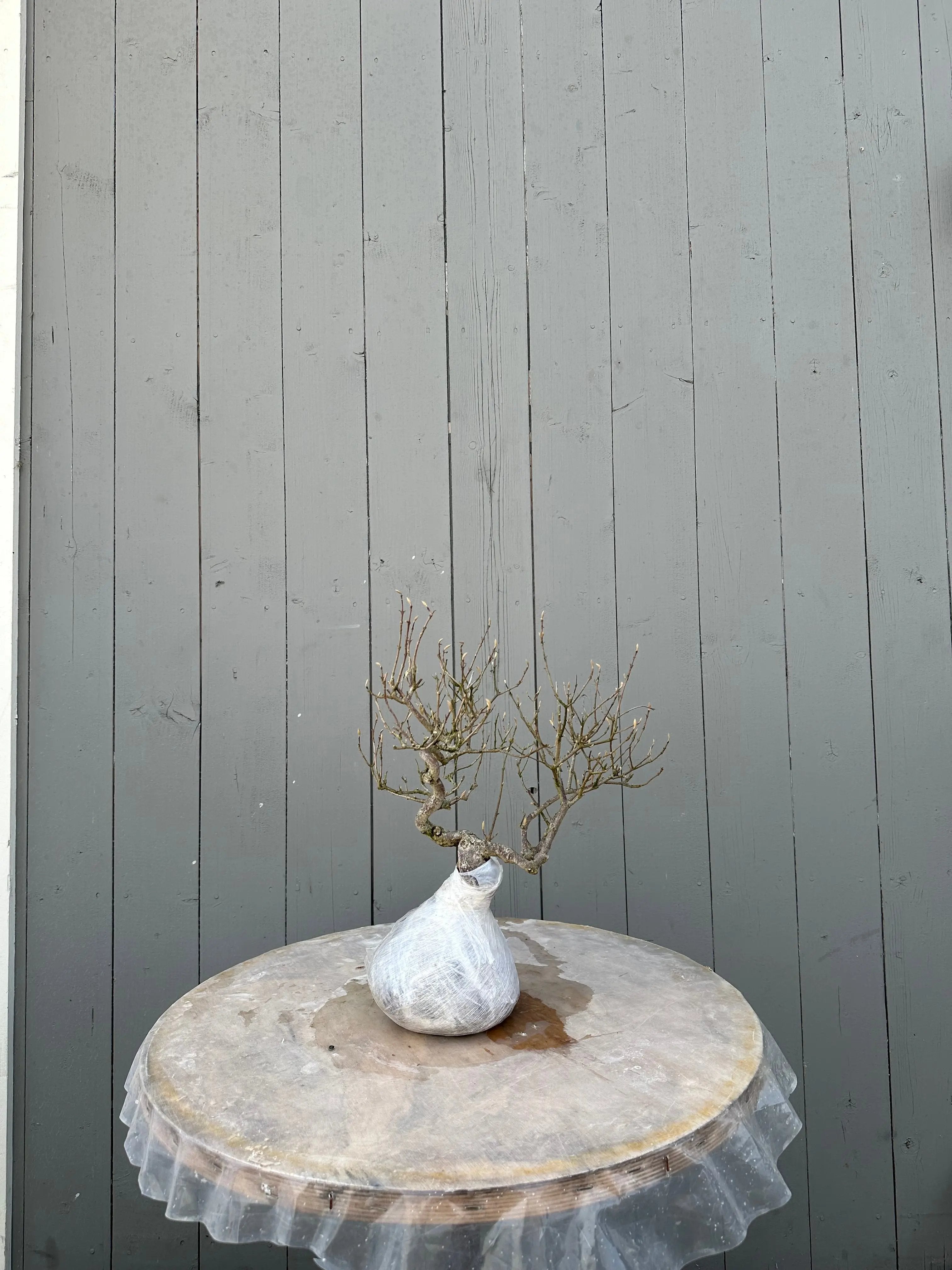 Callicarpa #12 Canada Bonsai