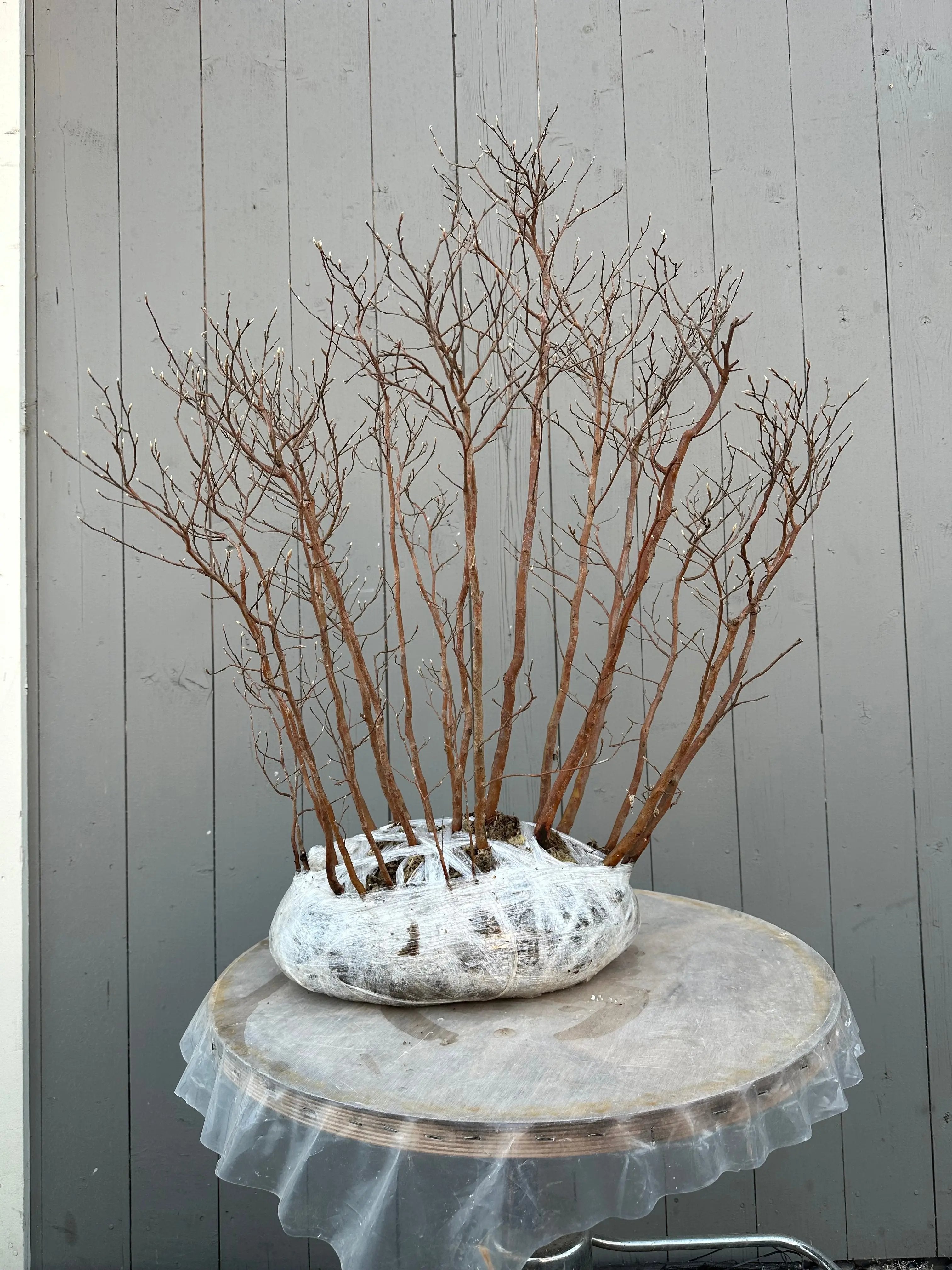 Stewartia #8 Canada Bonsai