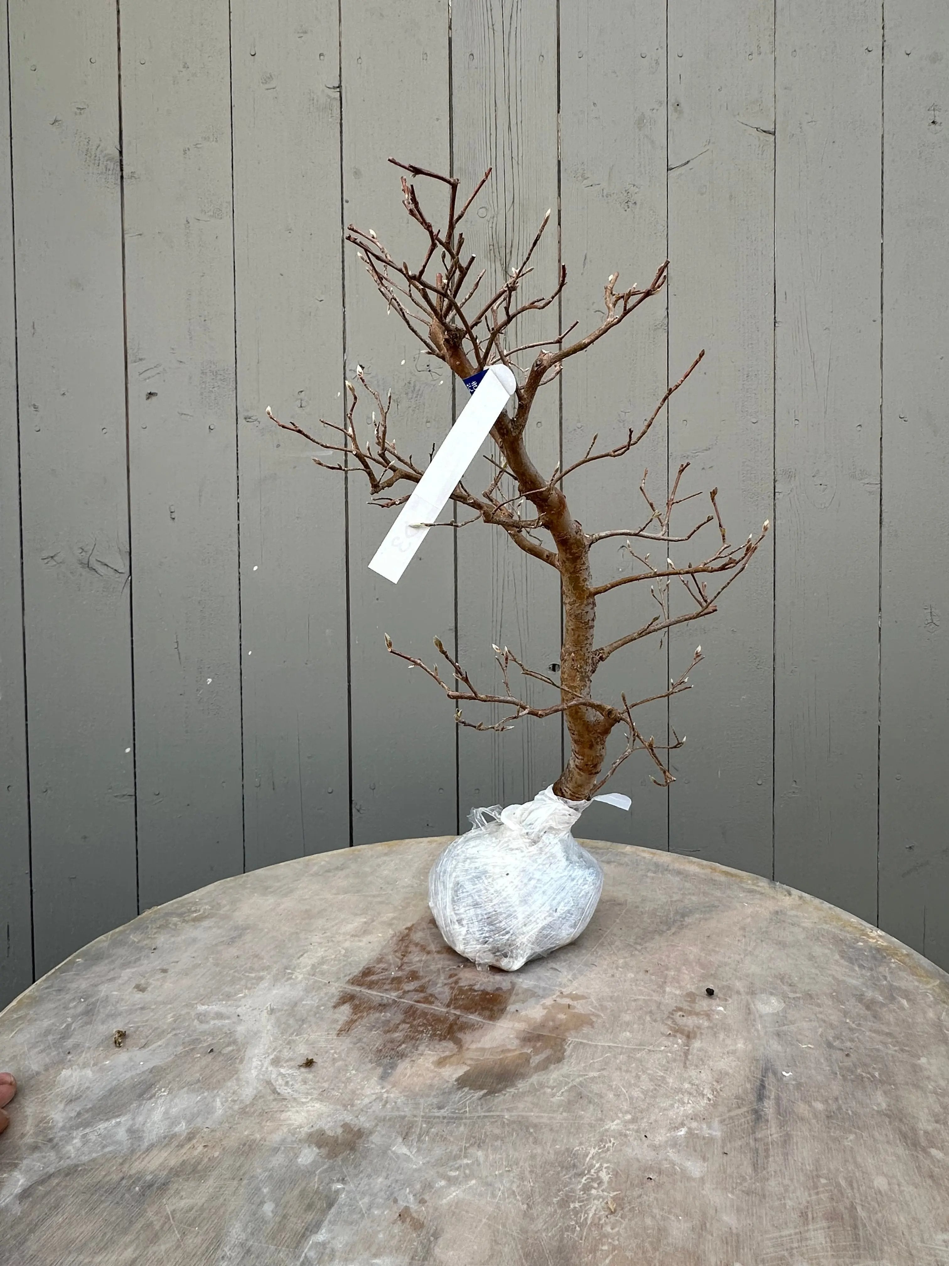 Stewartia #9 Canada Bonsai