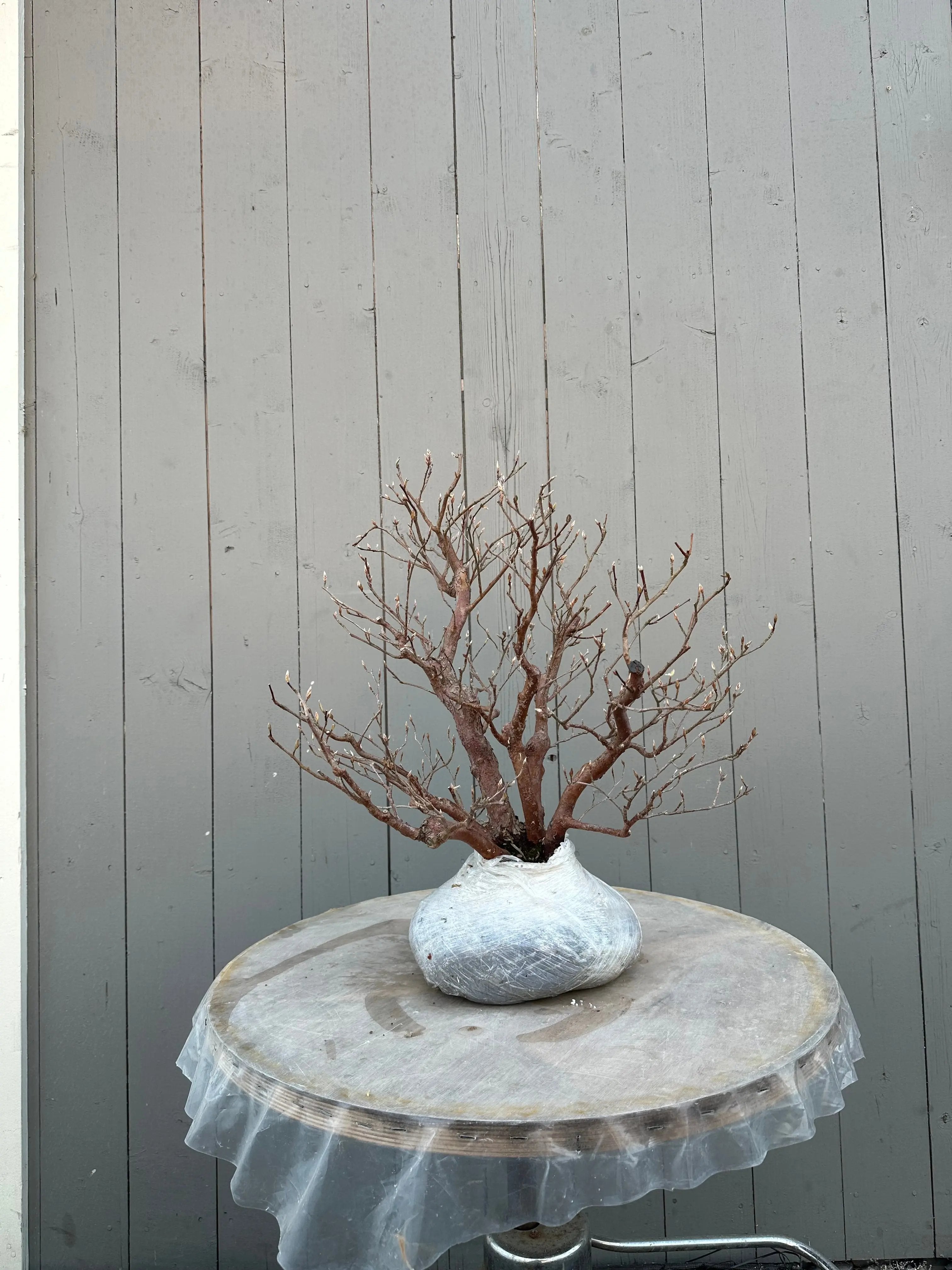 Stewartia monadelpha Canada Bonsai