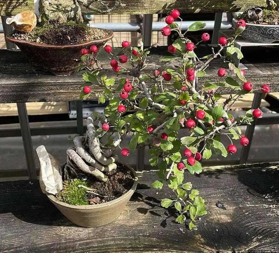 Crataegus cuneata 'Matsudaira' Canada Bonsai