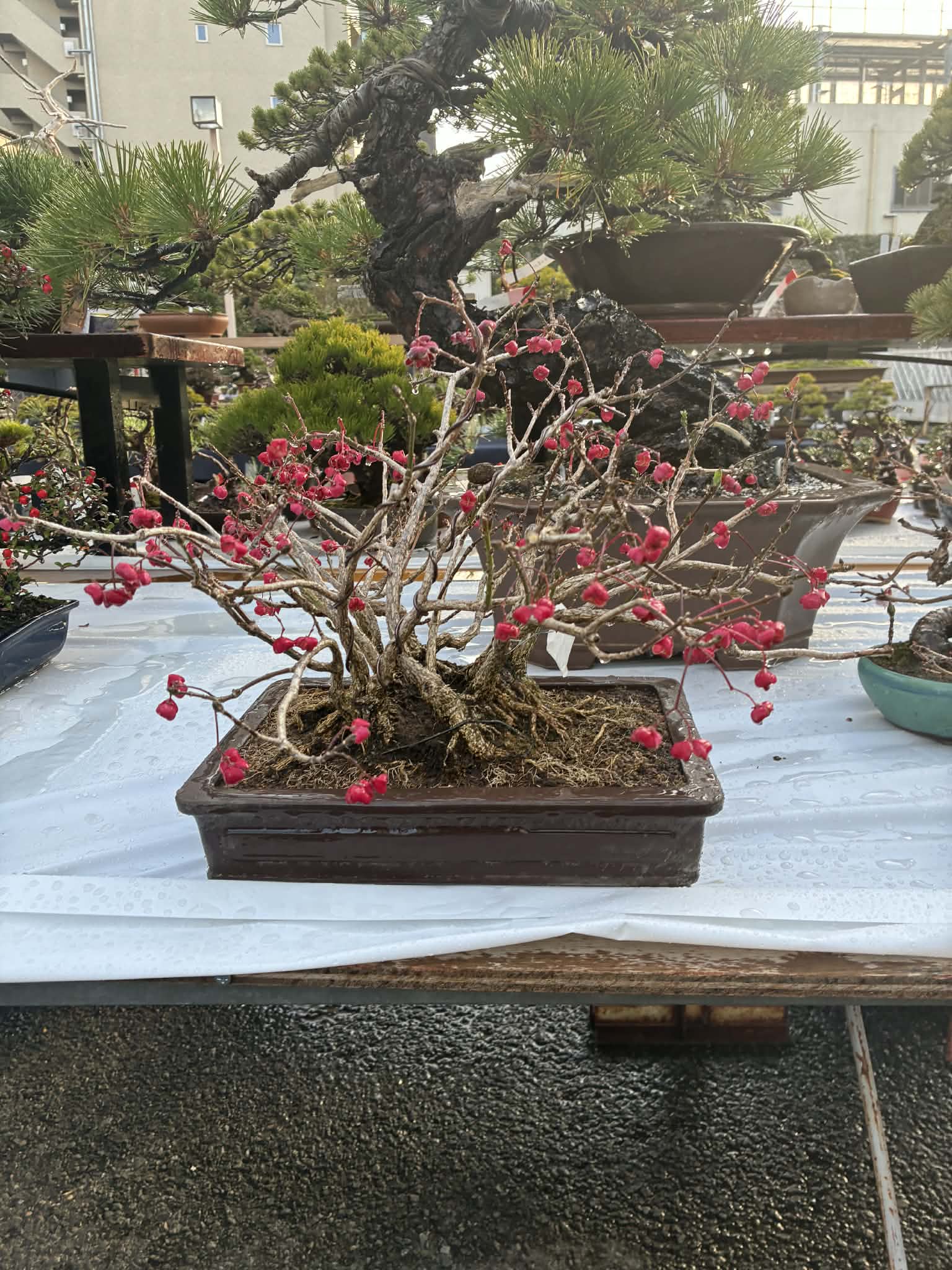 Euonymus