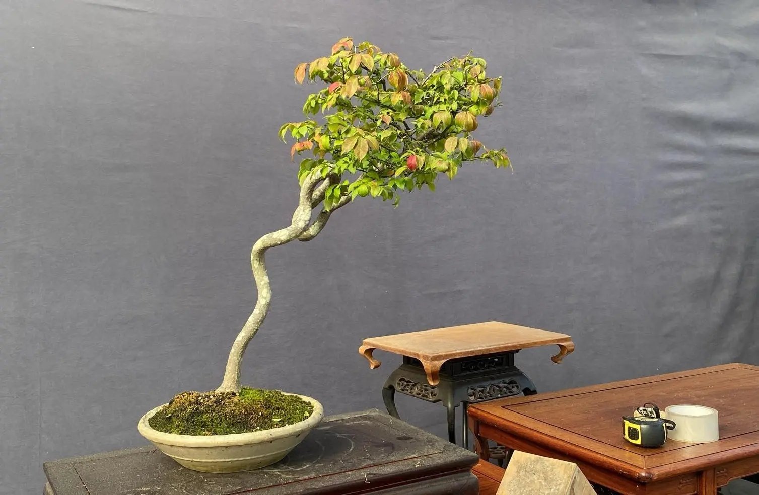 Euonymus Canada Bonsai