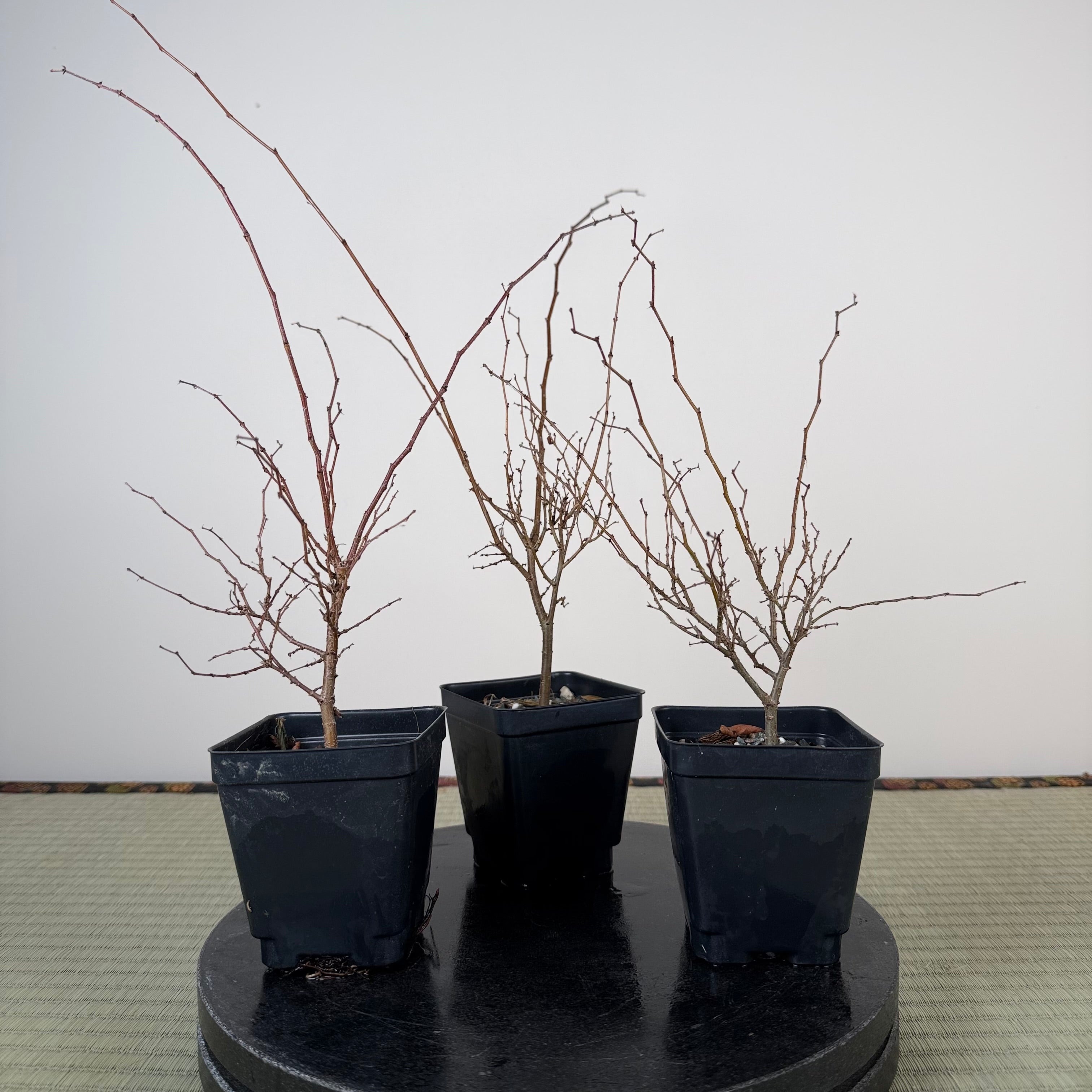 Zelkova serrata