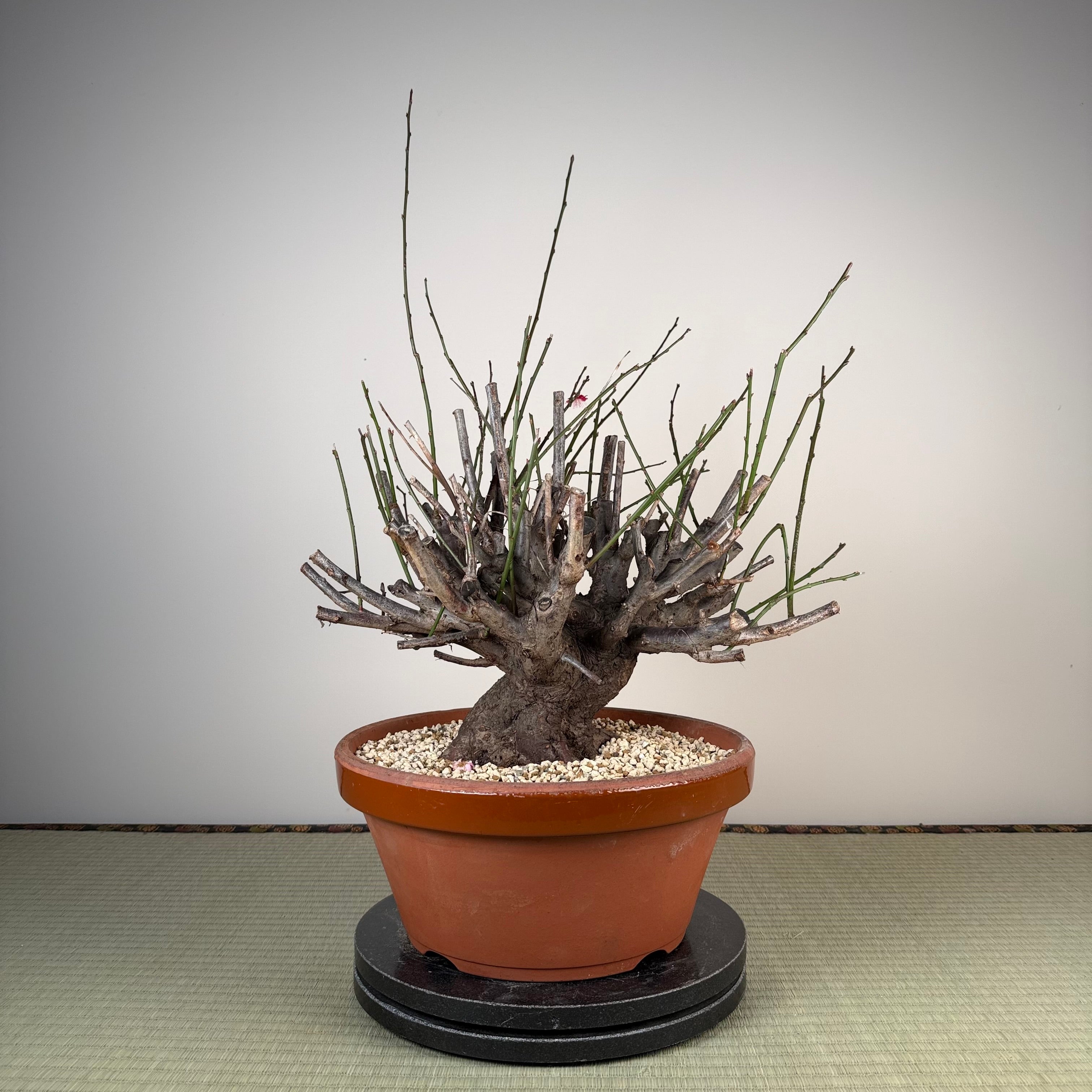 Prunus mume