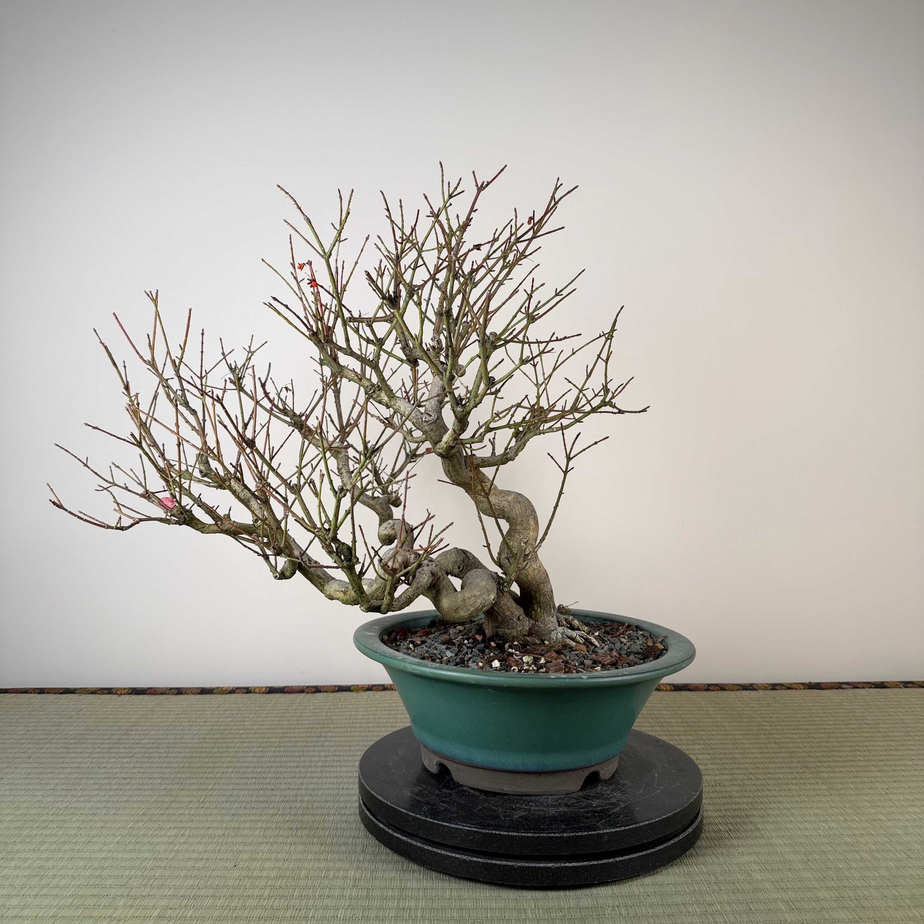 Euonymus