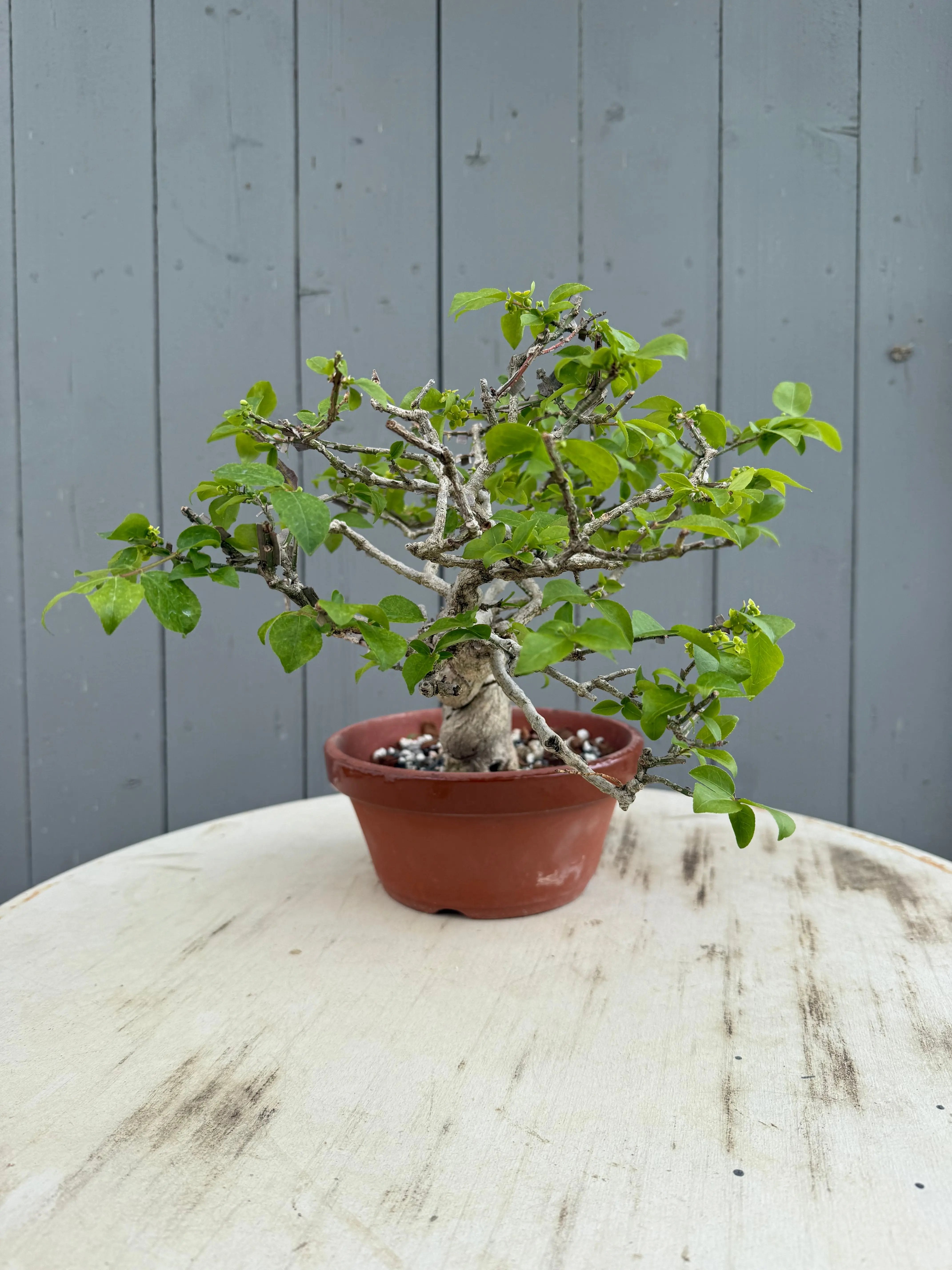 Euonymus Canada Bonsai