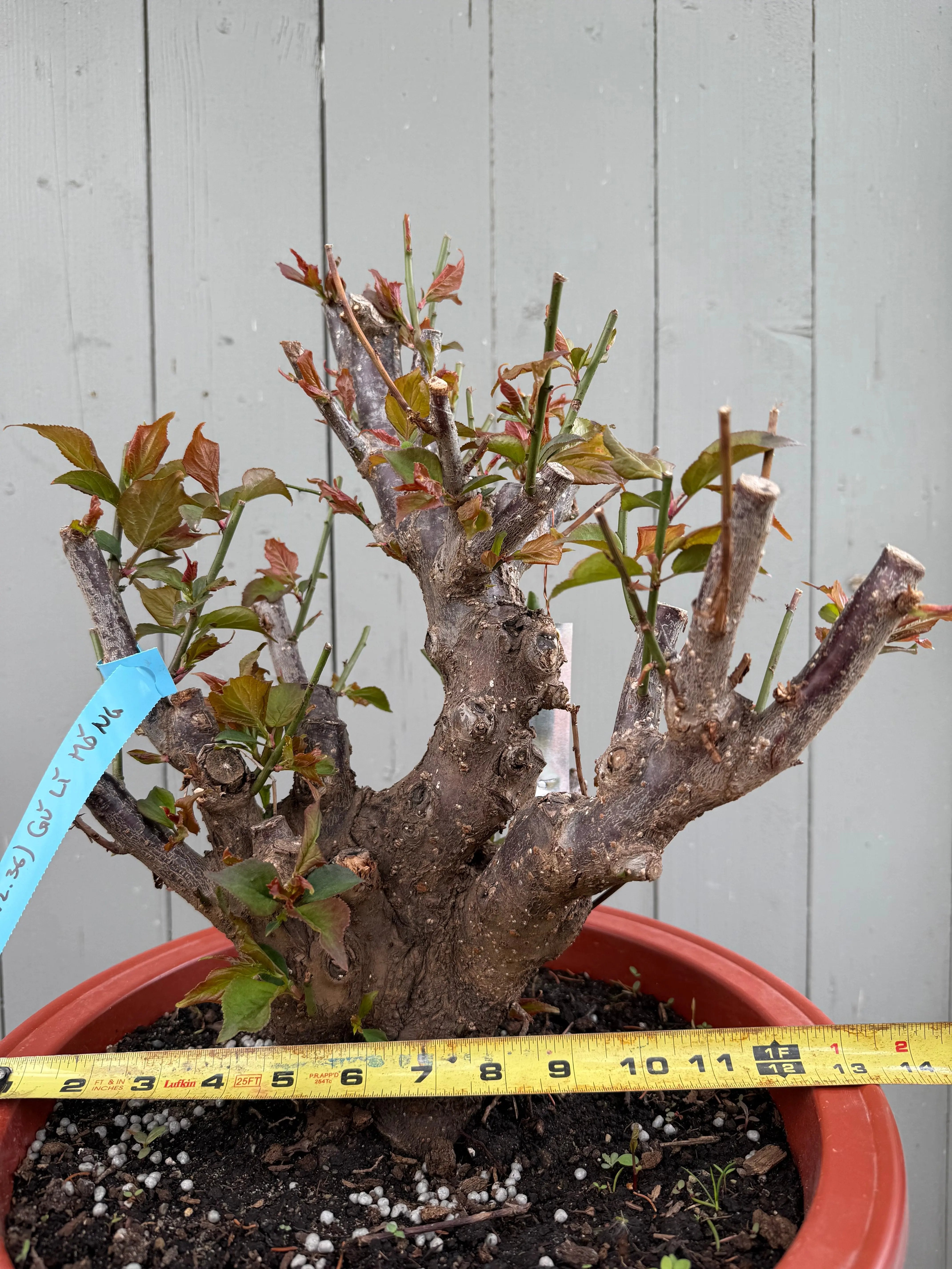 Prunus mume 'Gǔ lǐ hóng' Canada Bonsai