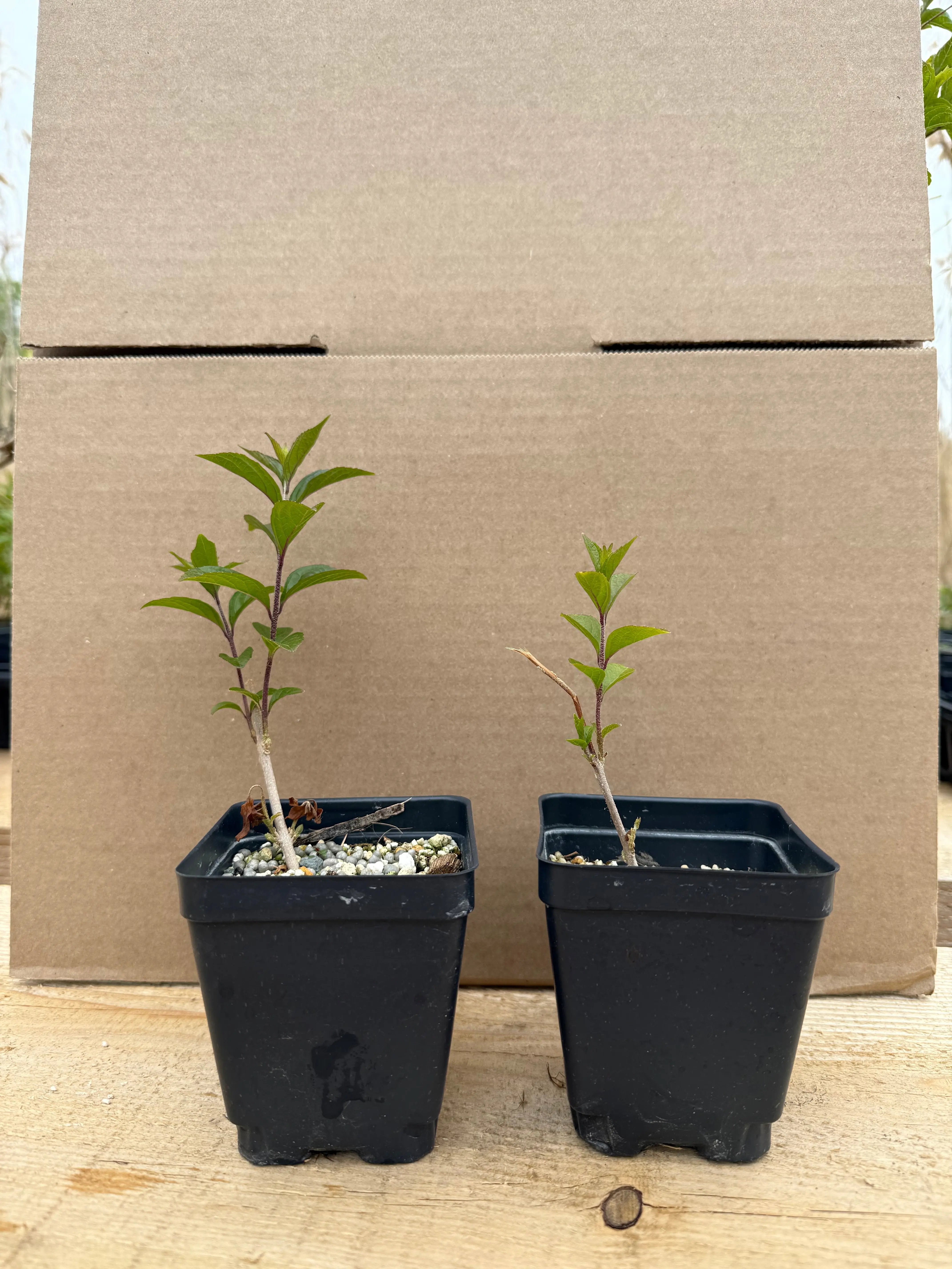 Callicarpa japonica (purple) Canada Bonsai