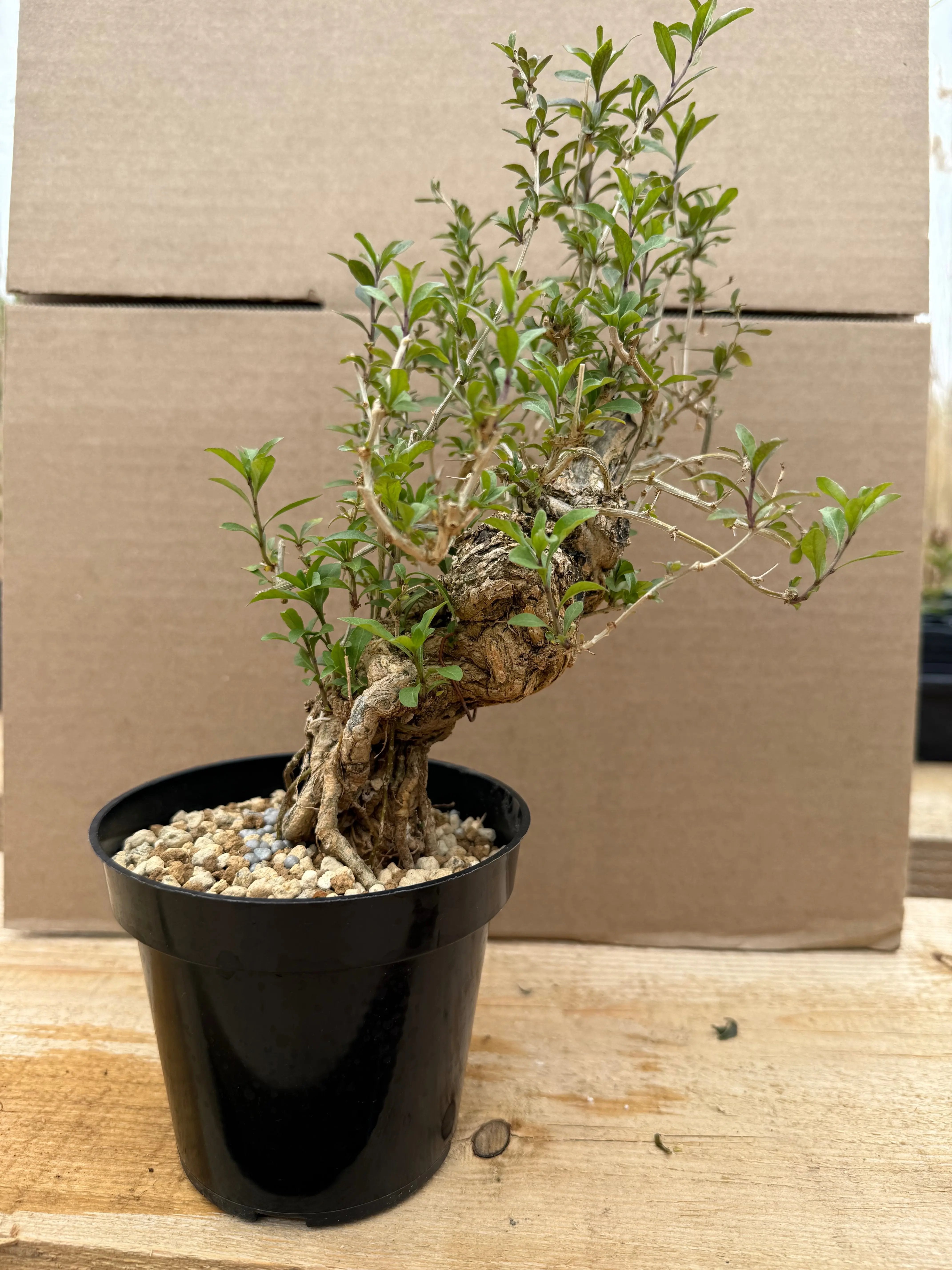 Lycium chinense (chef's choice) Canada Bonsai