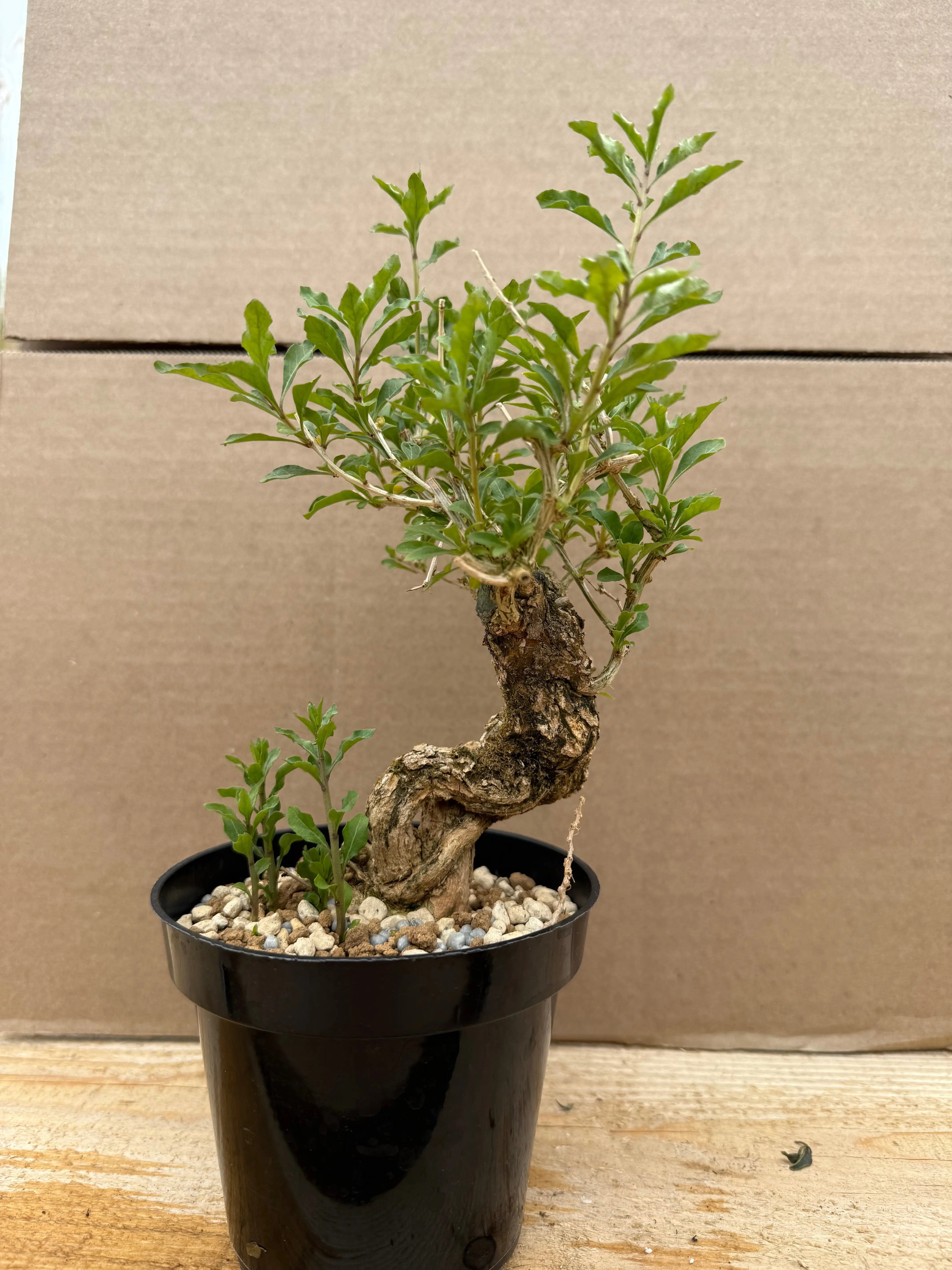Lycium chinense (chef's choice) Canada Bonsai