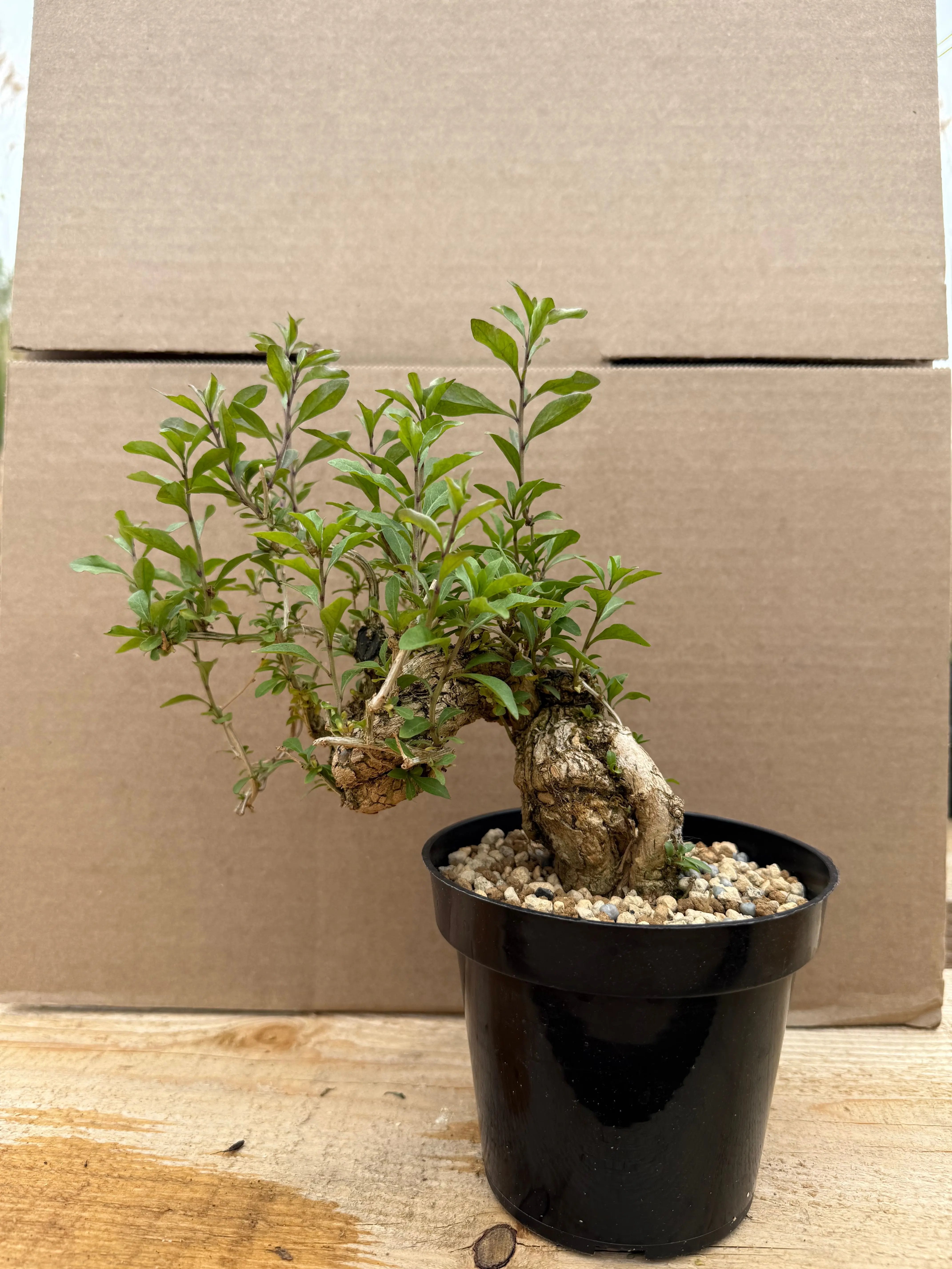 Lycium chinense (chef's choice) Canada Bonsai